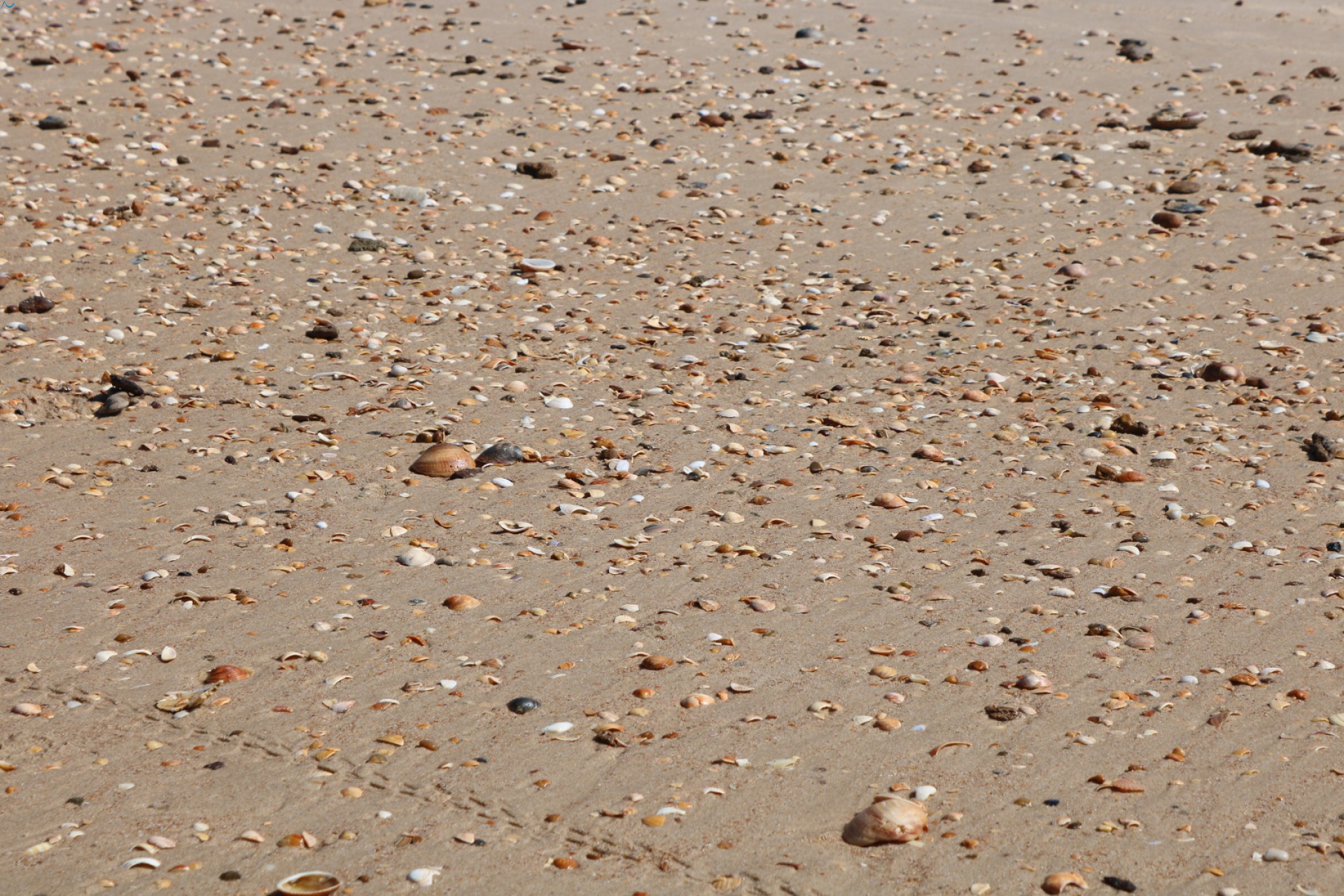 Playa Doñana y sus conchas