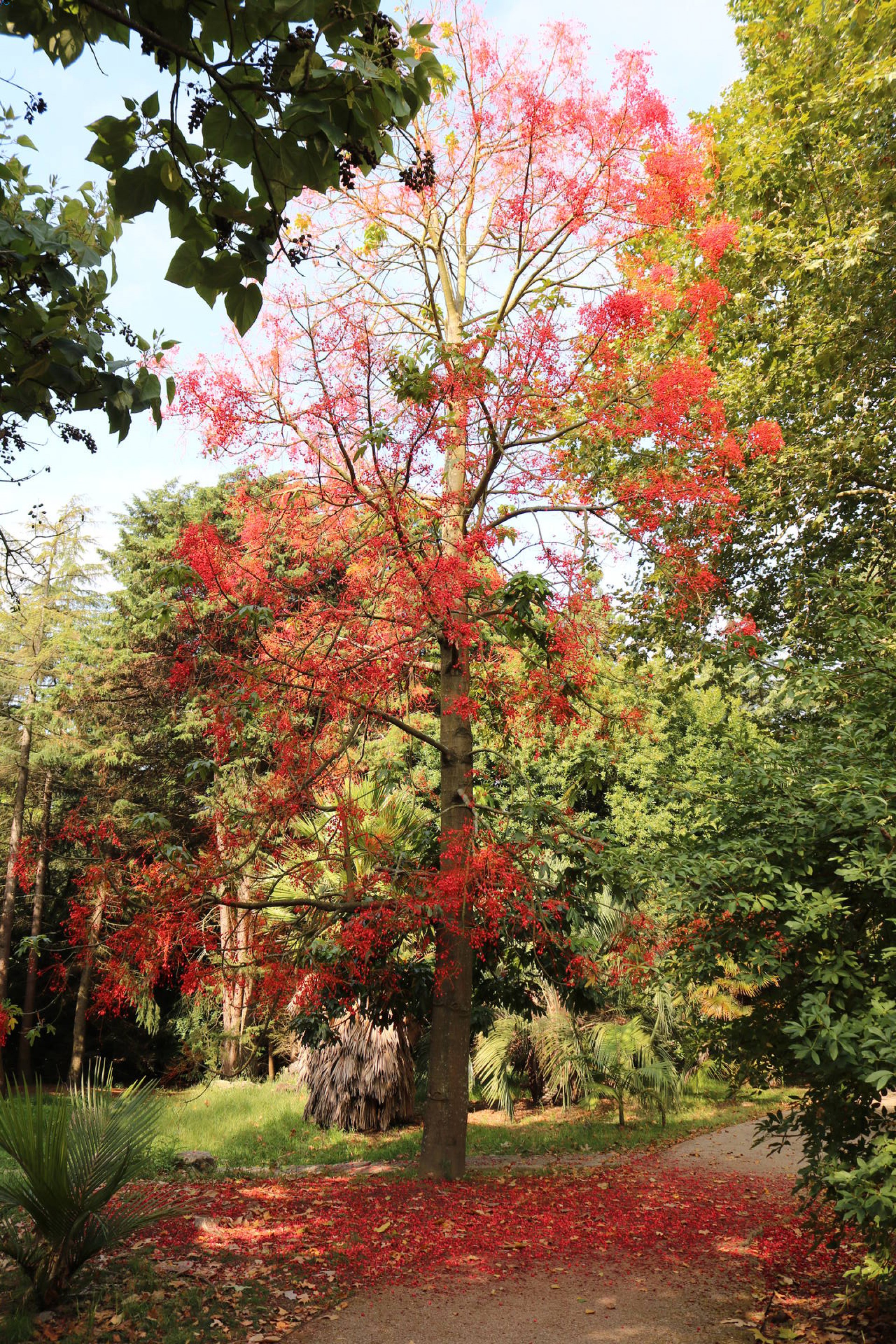 Árbol del parque botánico de Porto