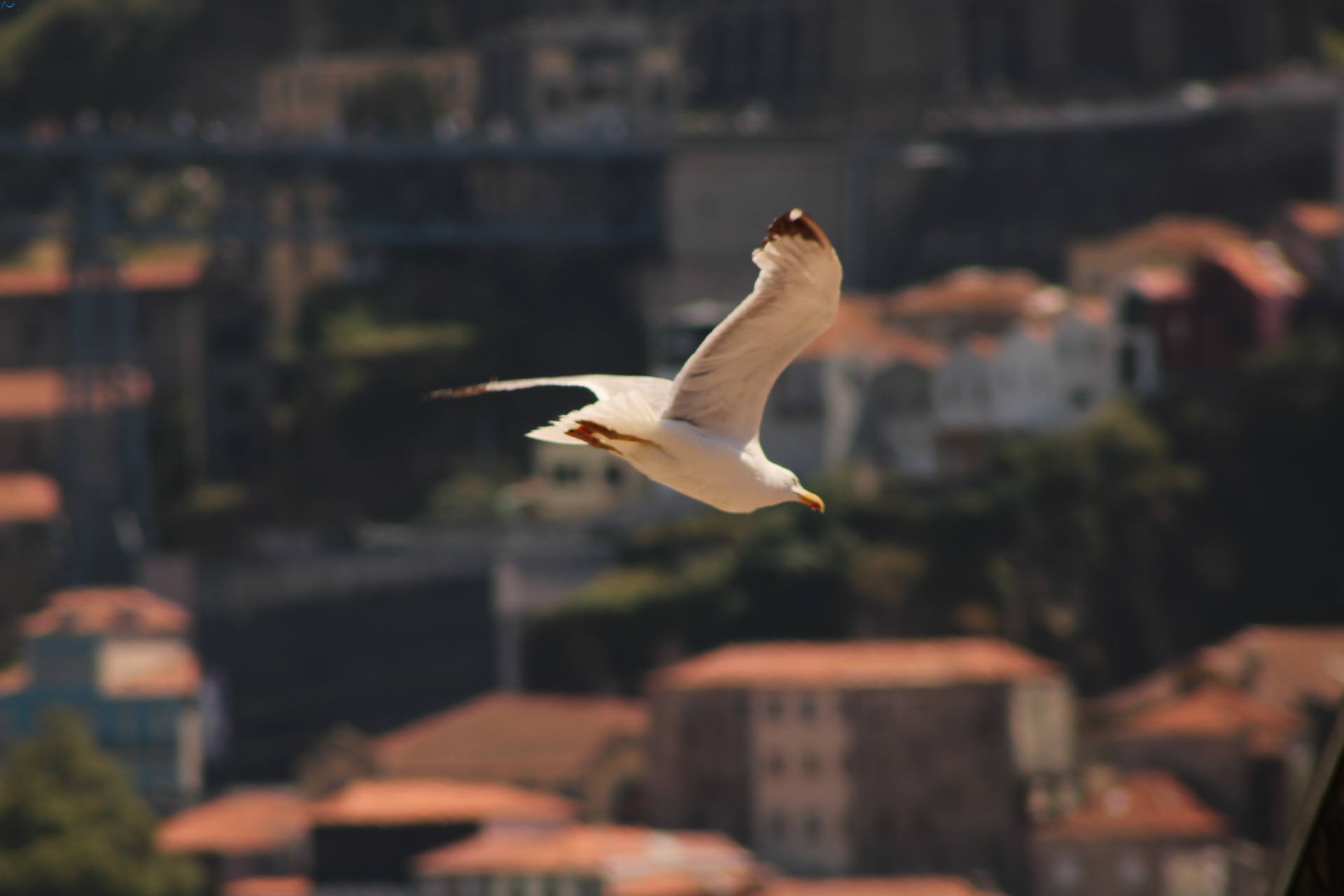 Vuelo sobre el Duero