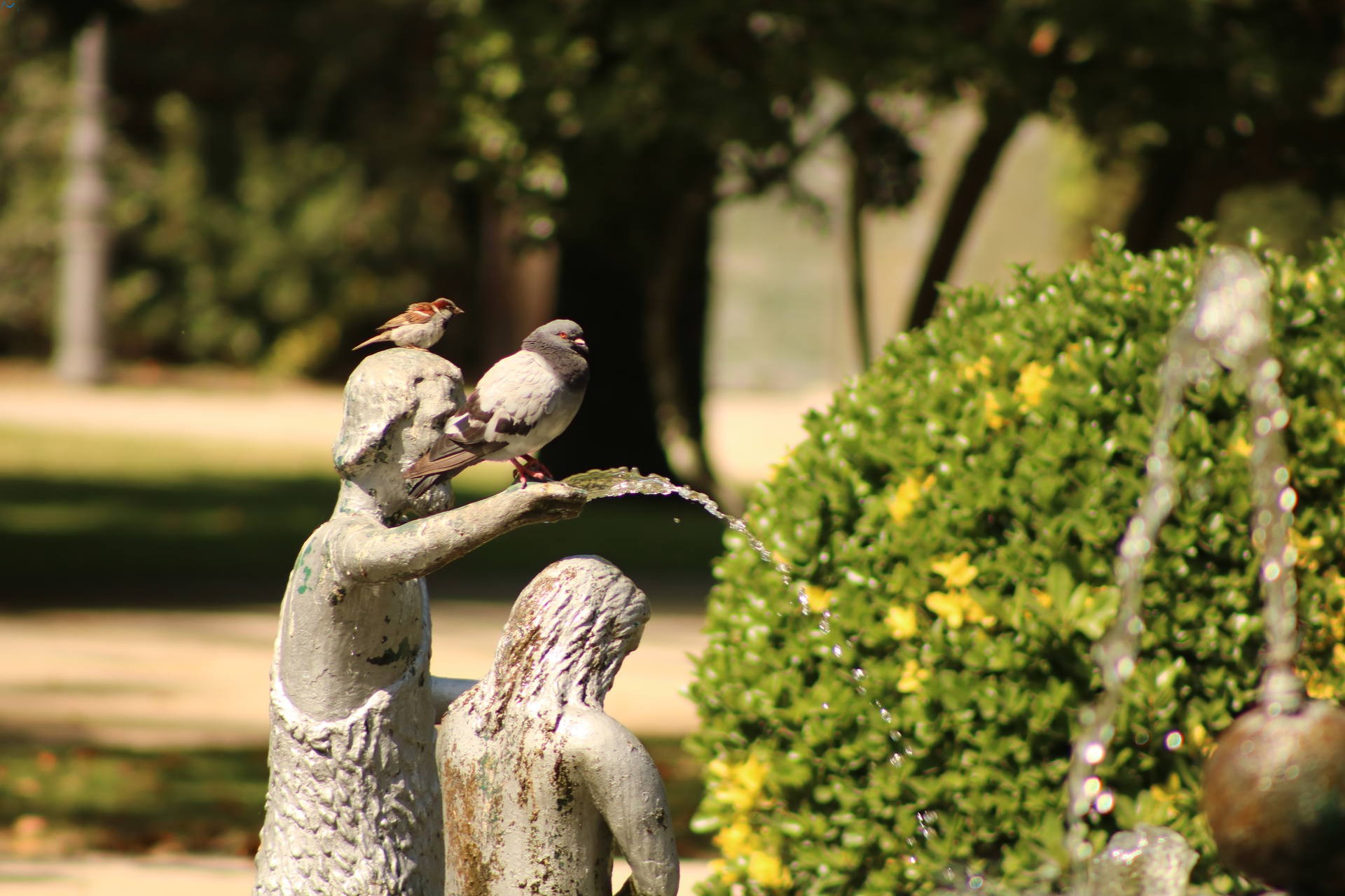 Fuente con Aves en Oporto