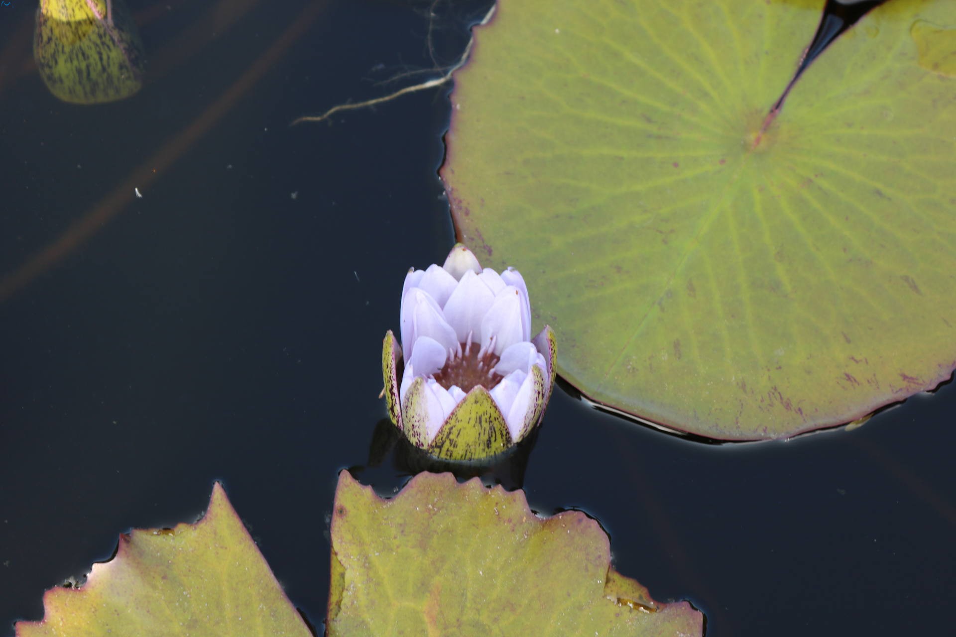 Flor del parque botánico de Porto