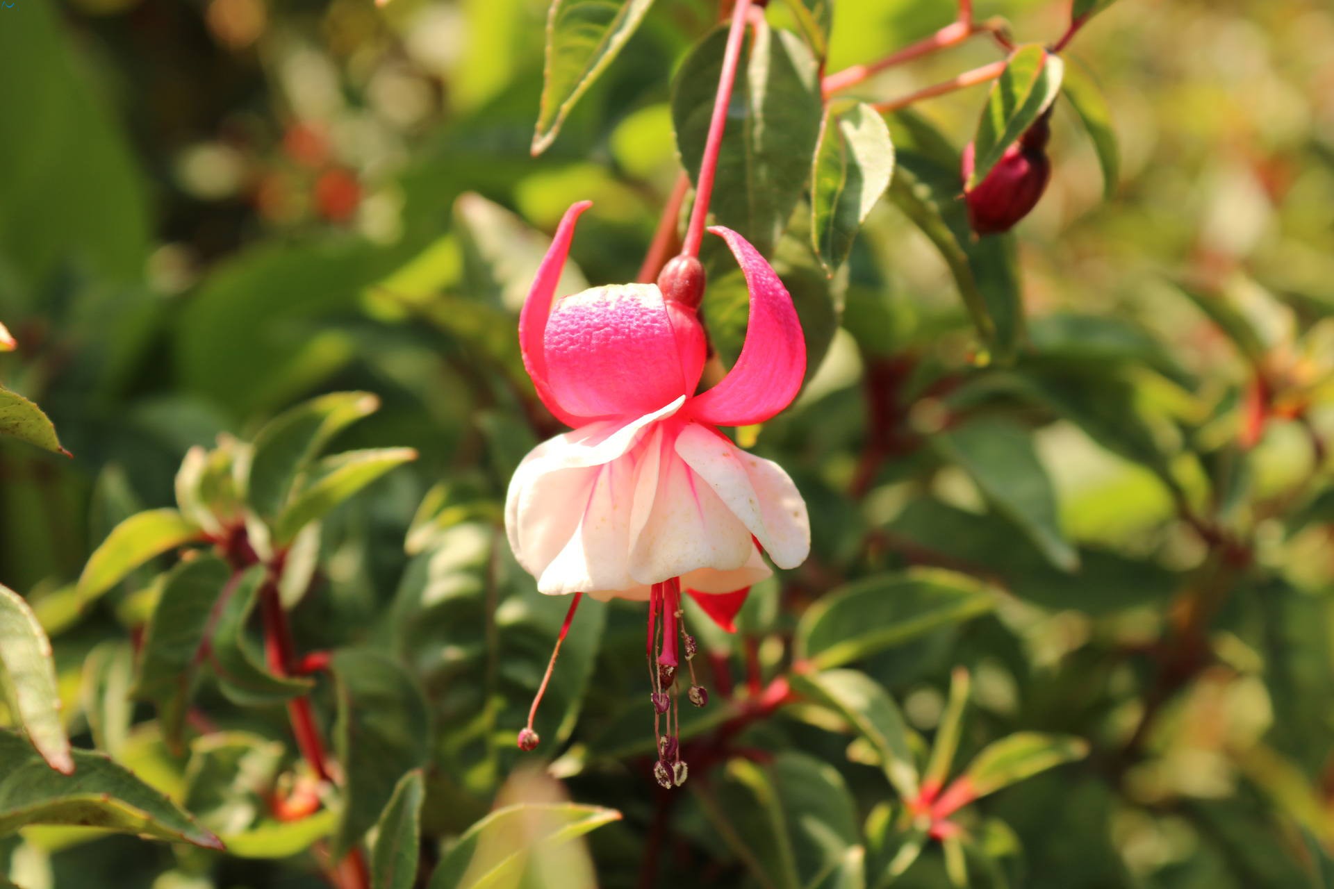 Flor del parque botánico de Porto