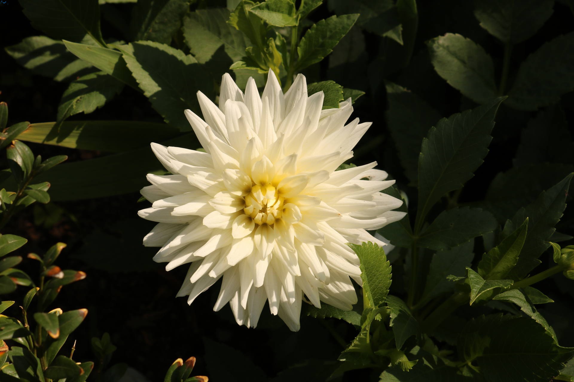 Flor del parque botánico de Porto