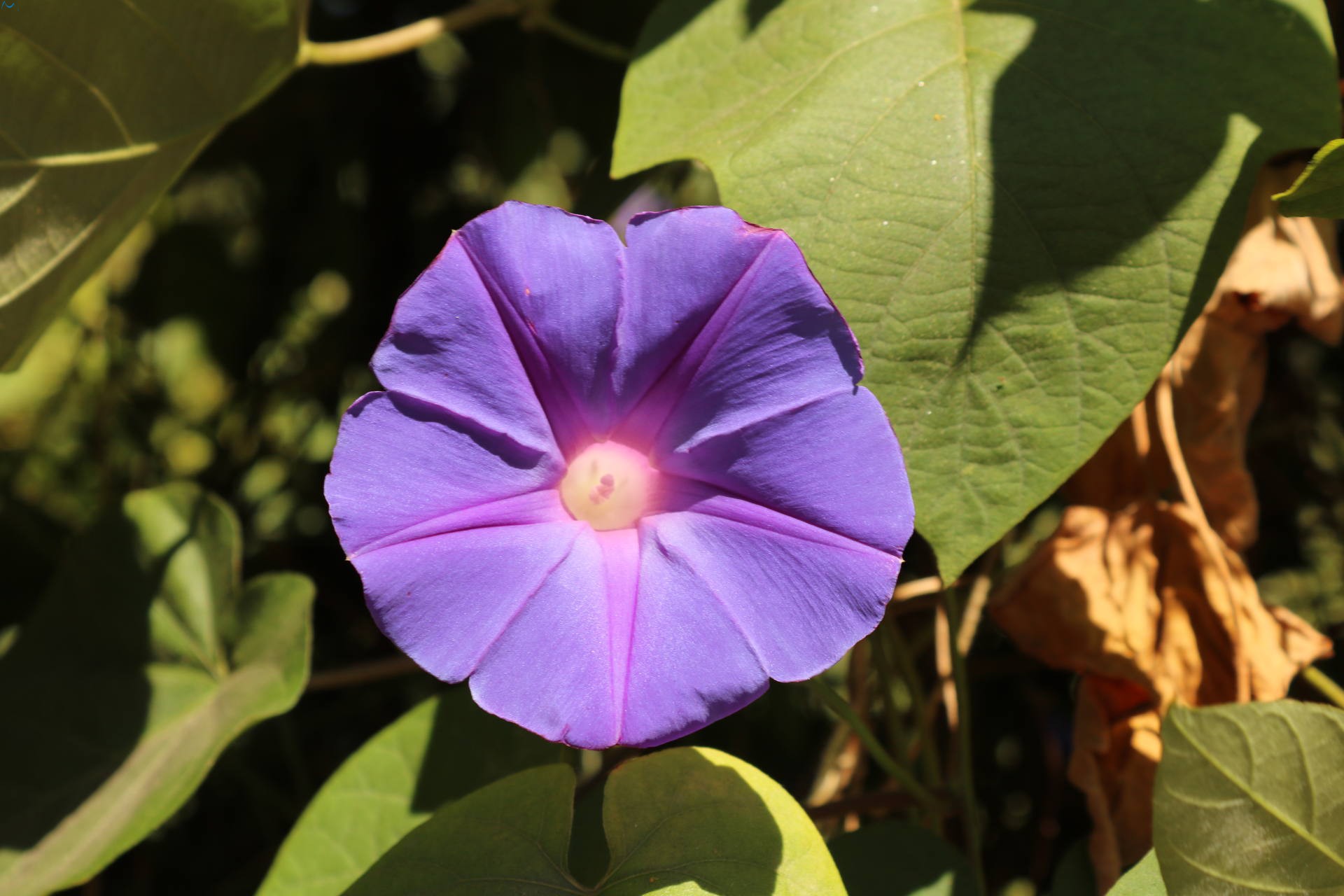 Flor del parque botánico de Porto