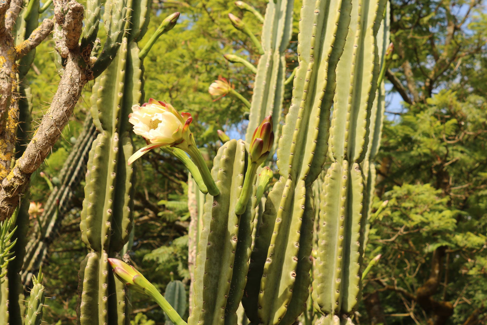 Flor del parque botánico de Porto