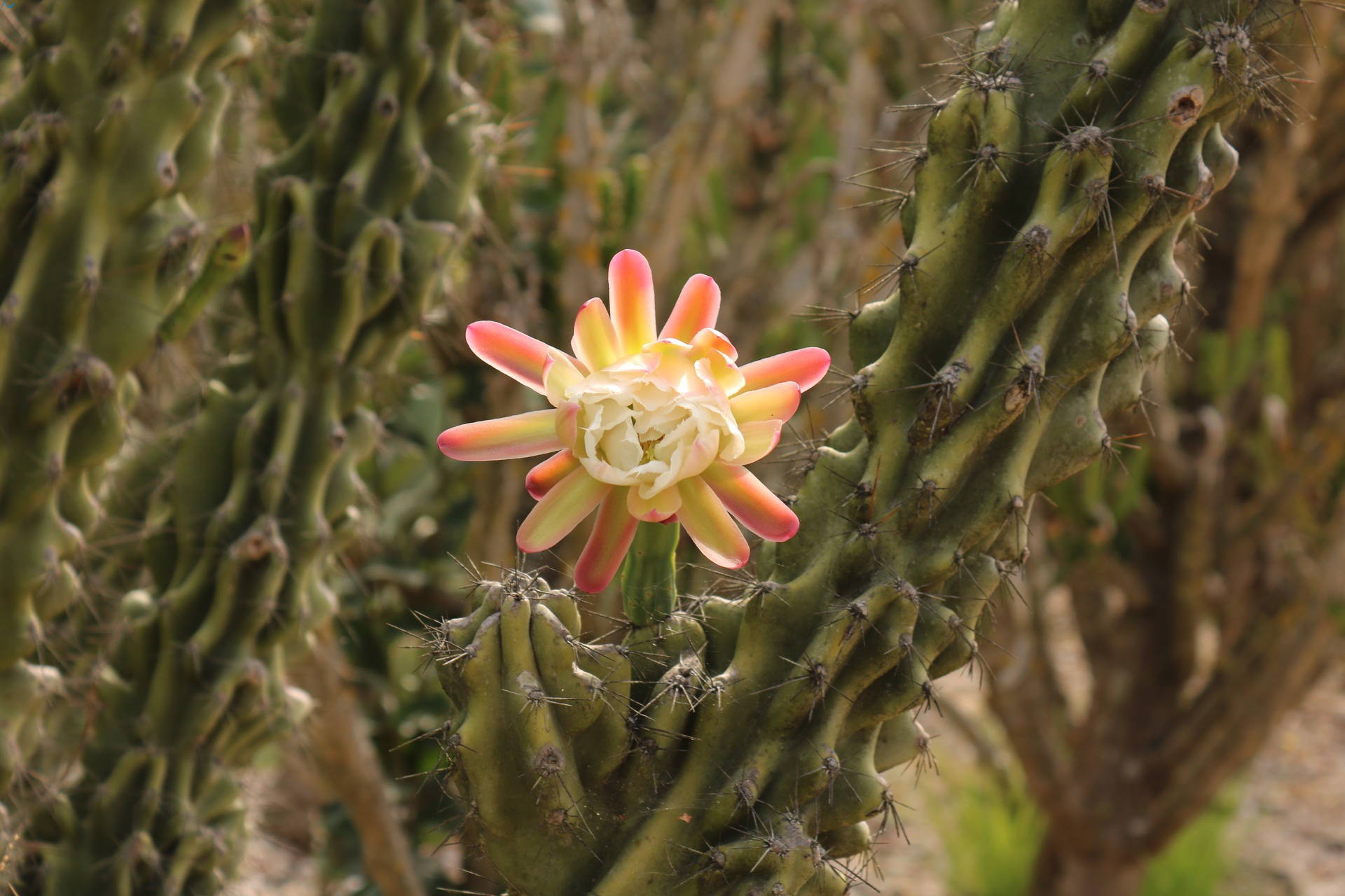 Flor del parque botánico de Porto
