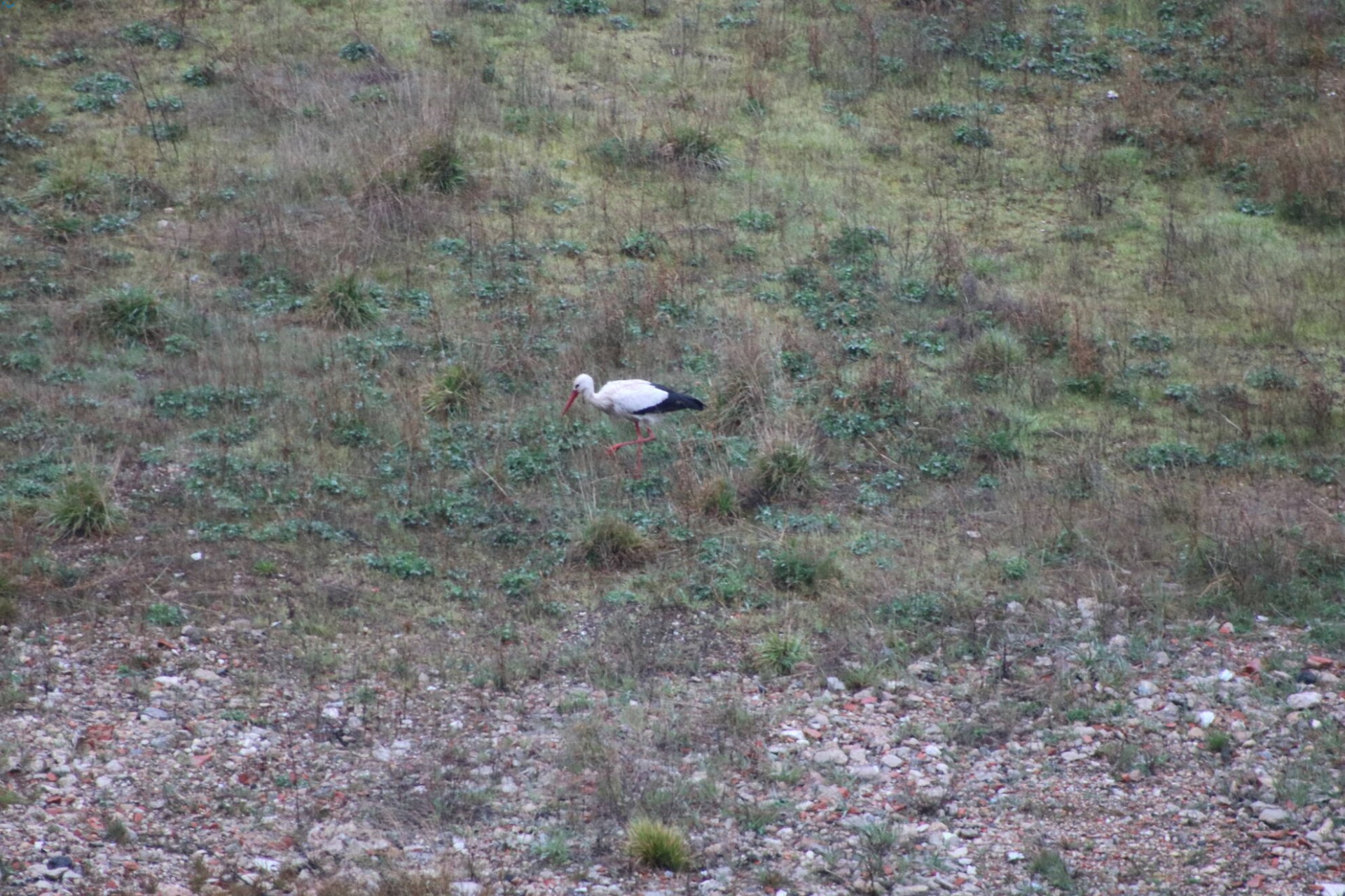 Cigüeña en el antiguo hospital