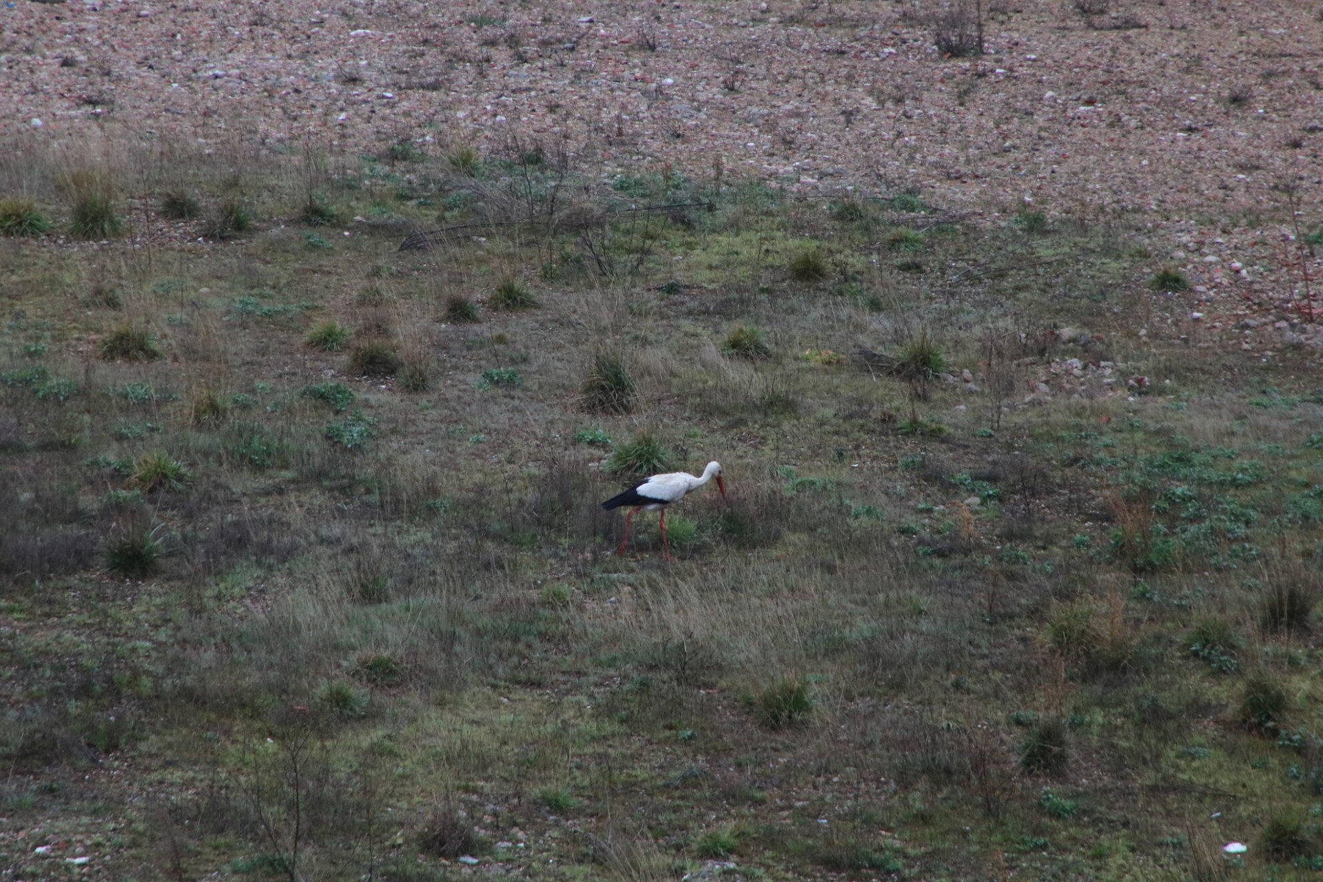 Cigüeña en el solar del antiguo hospital