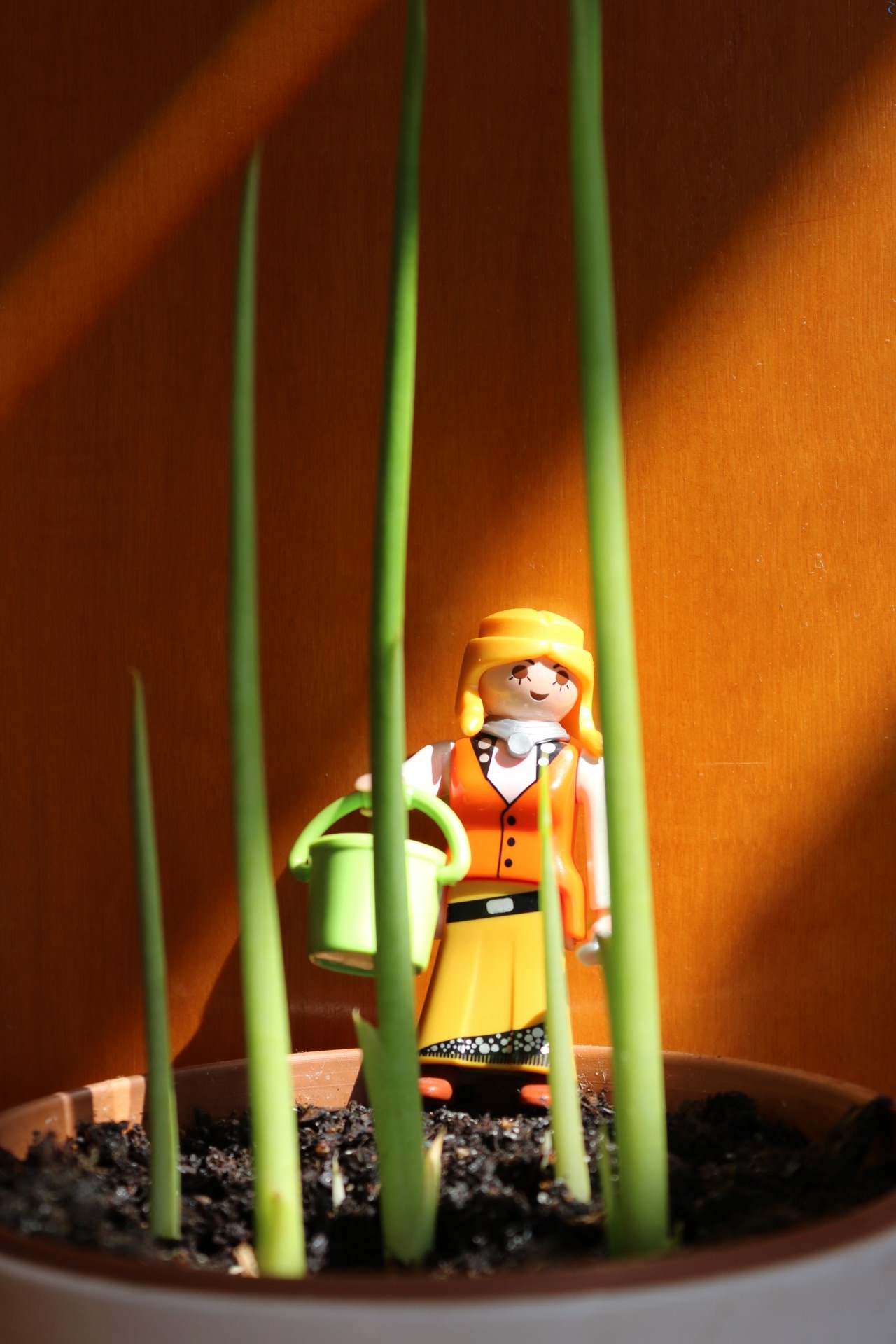 Iluminación sobre la planta