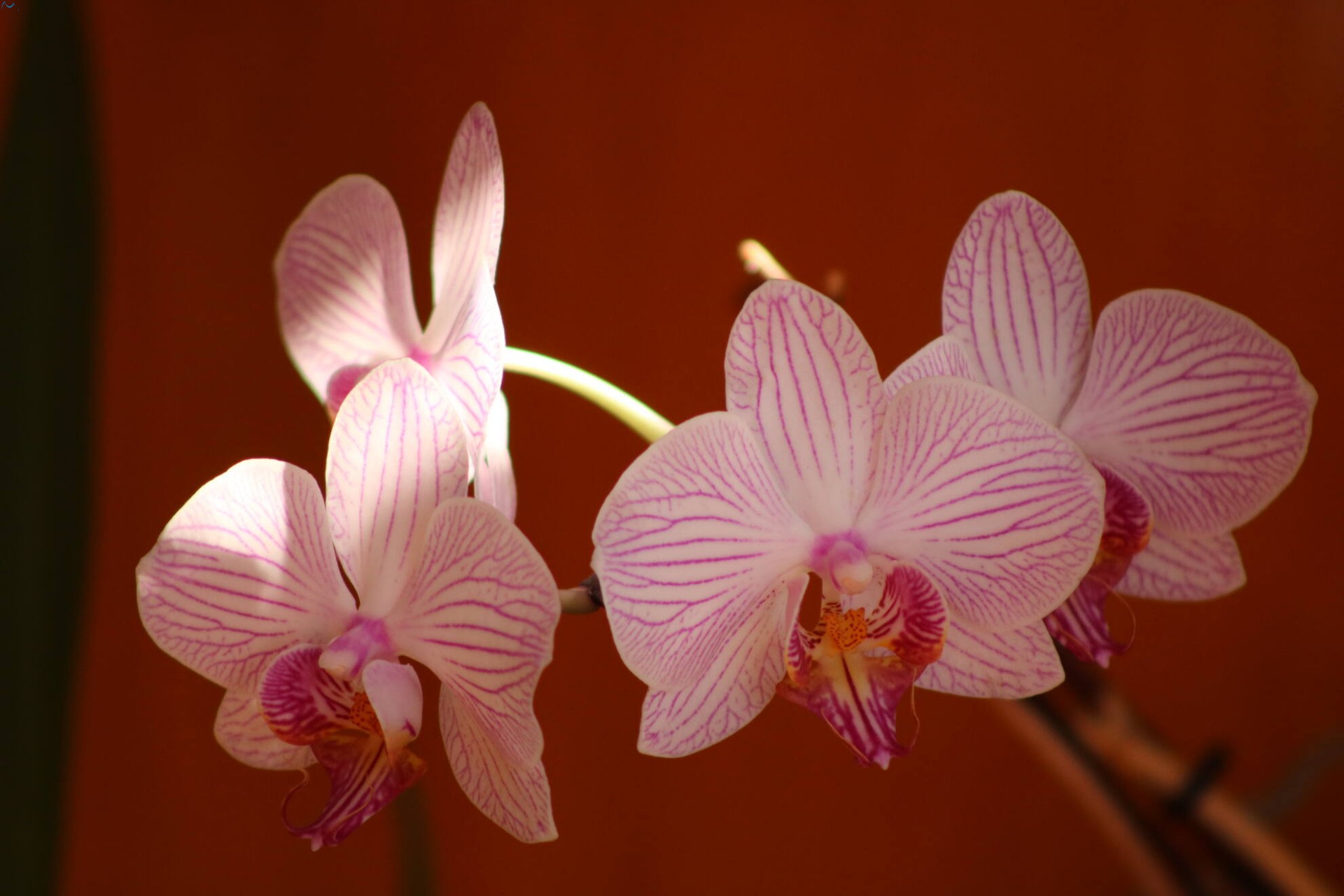 Orquidea