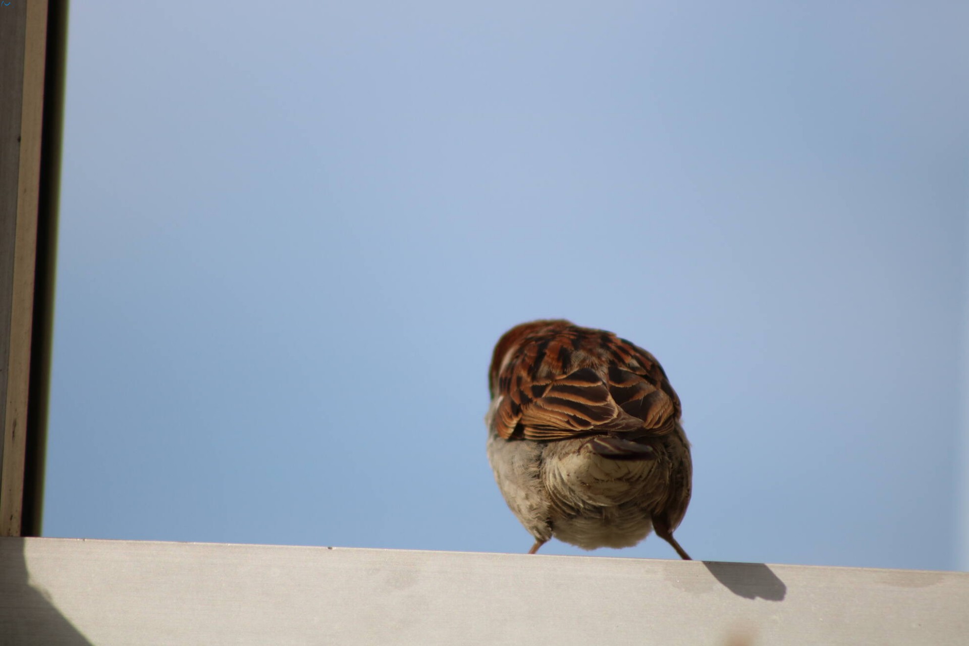 Posar antes de comer