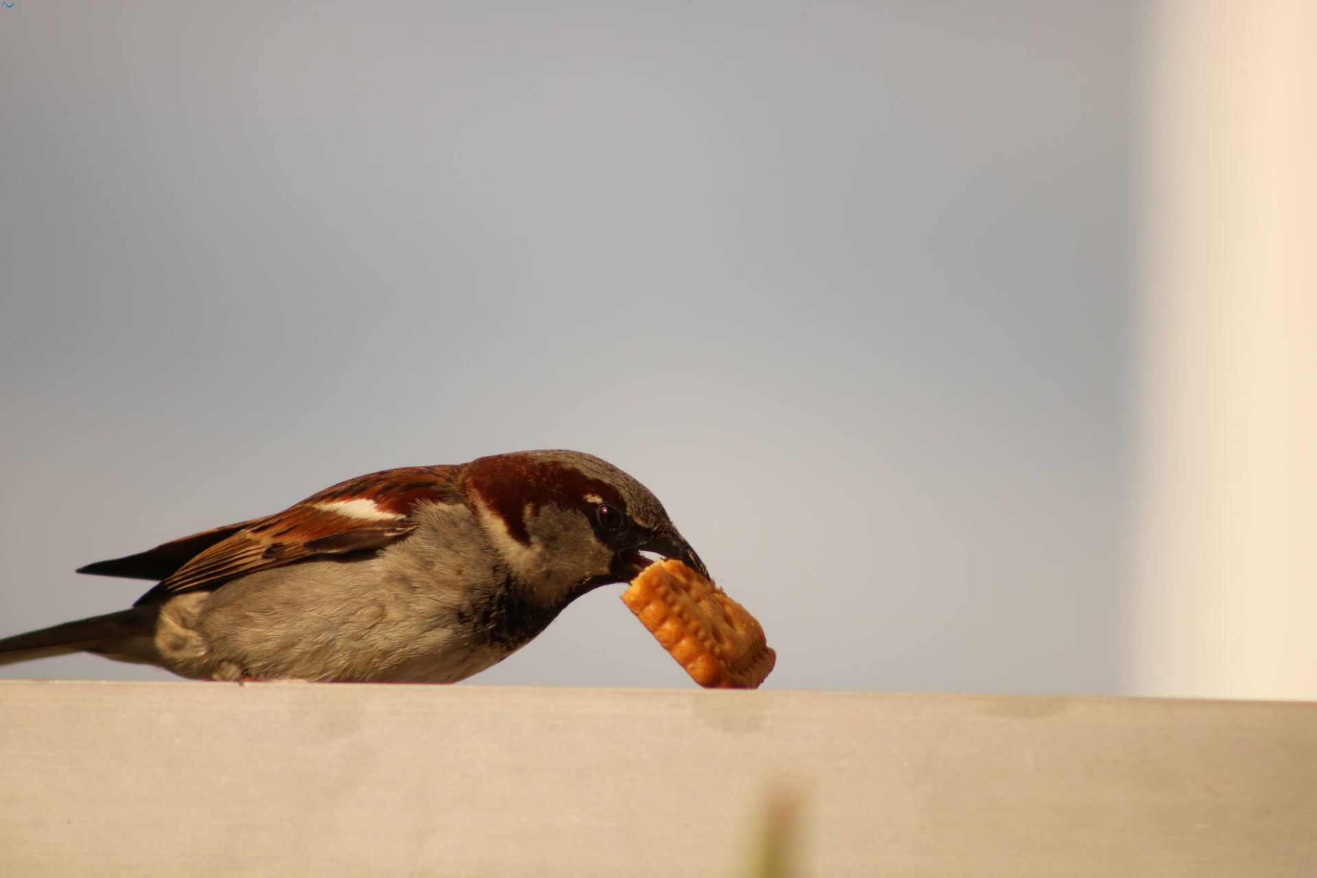 Posar antes de comer