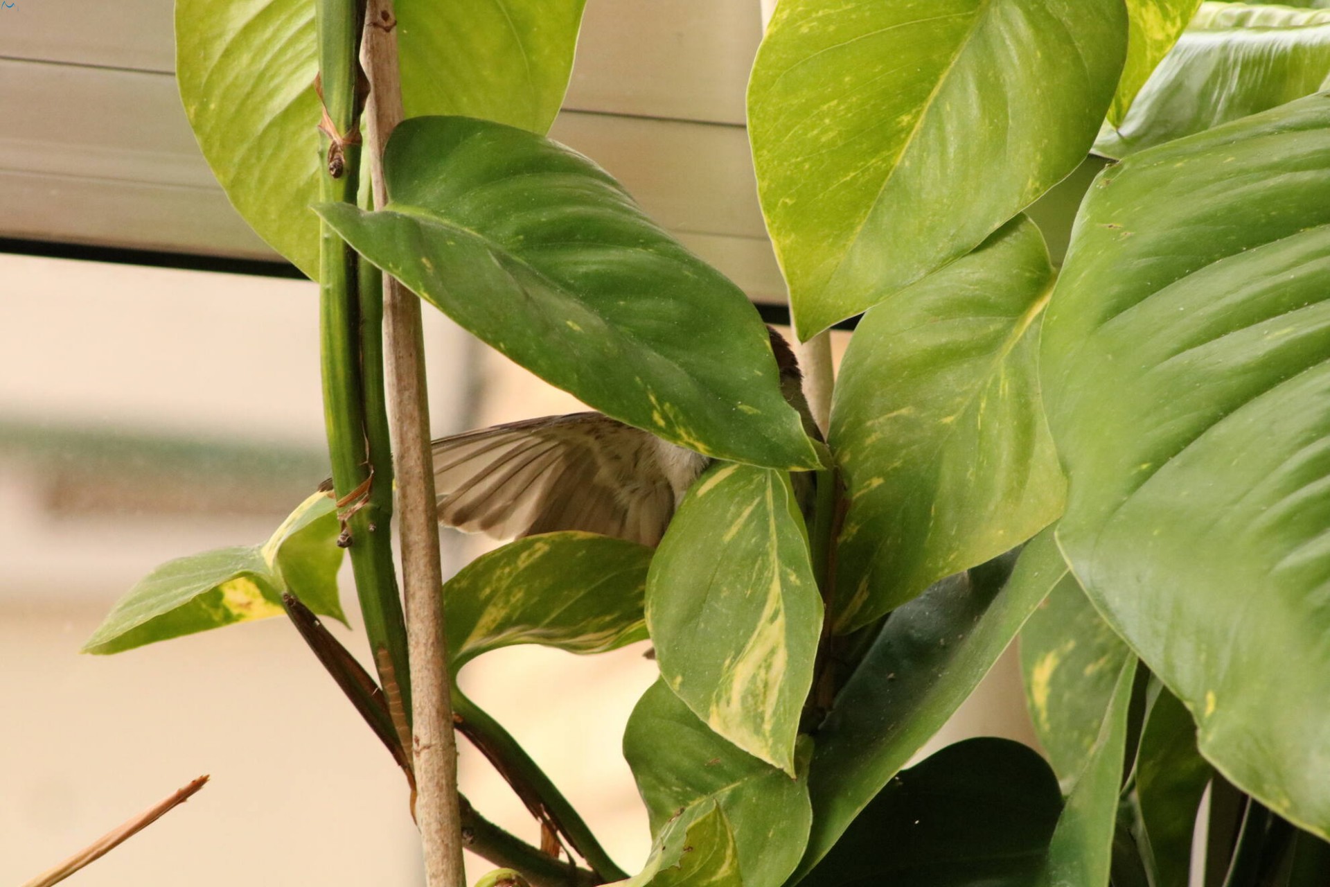 Me colé en tu terraza