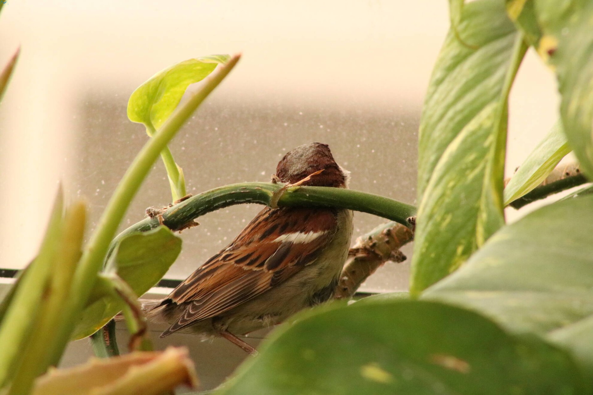 Me colé en tu terraza