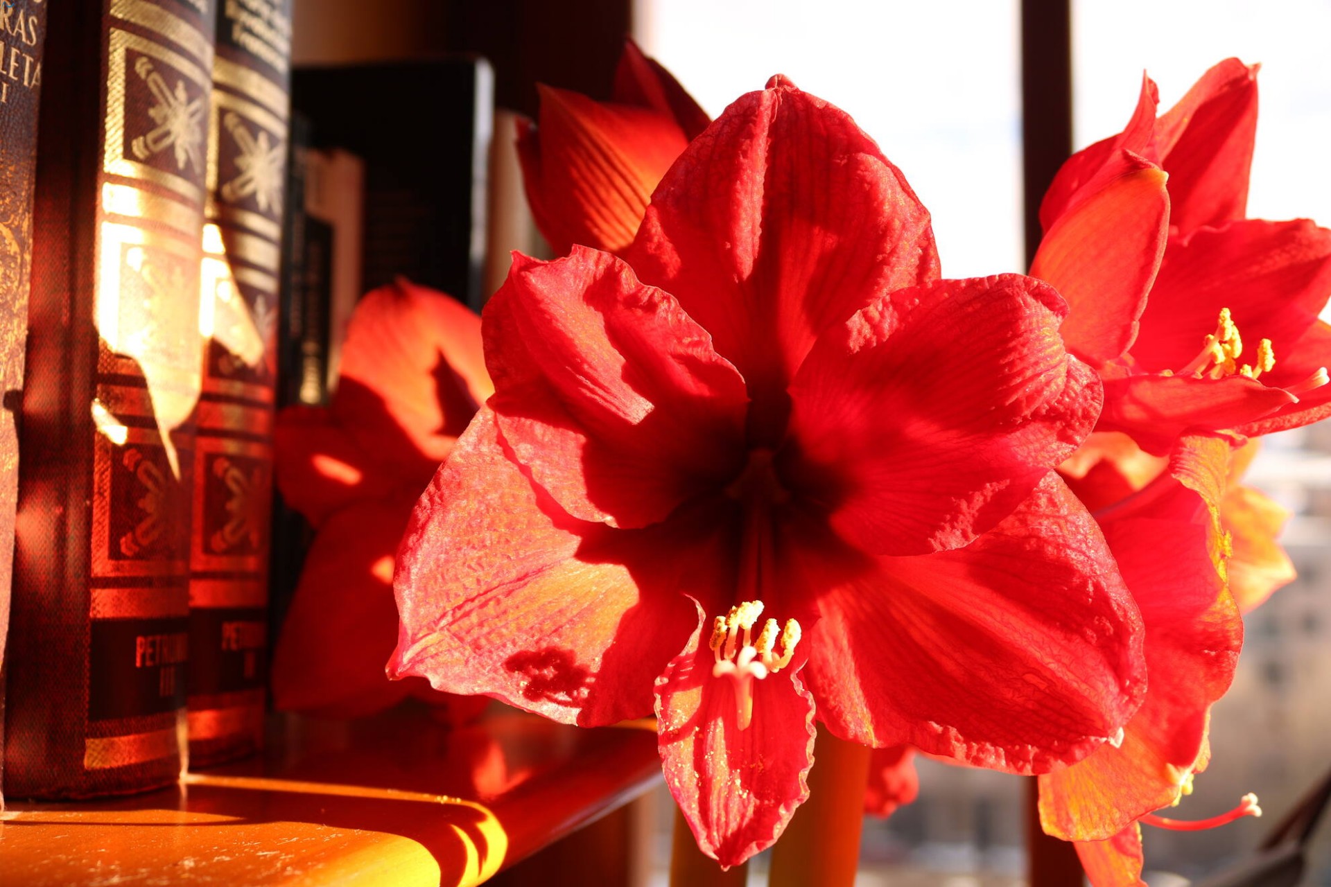 Florece en casa lateral