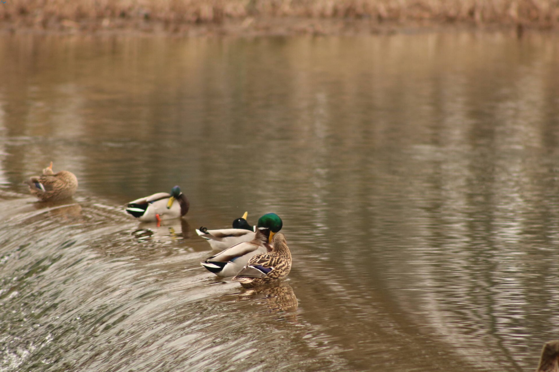 Patos en Fuentes Blancas