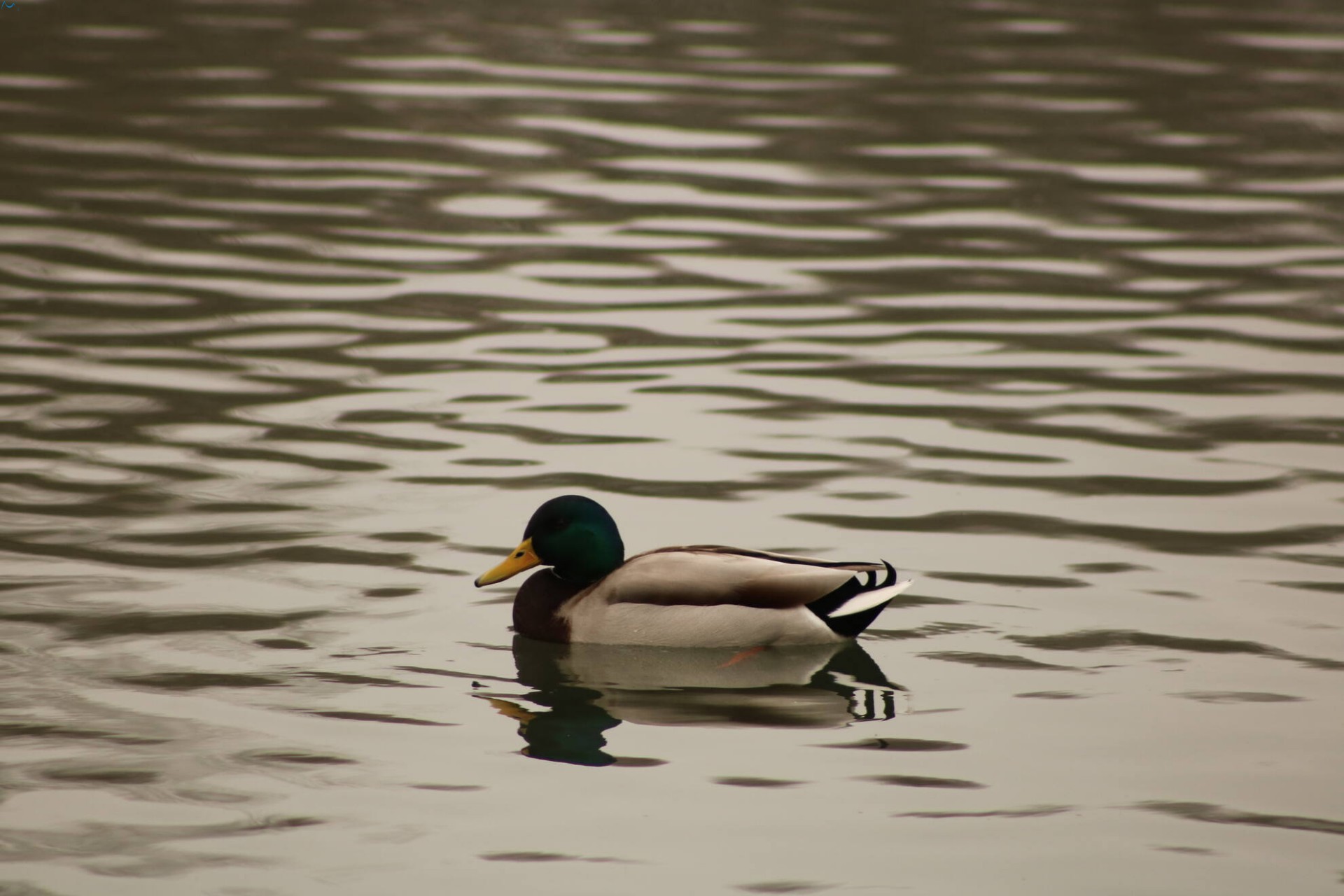 Patos en Fuentes Blancas