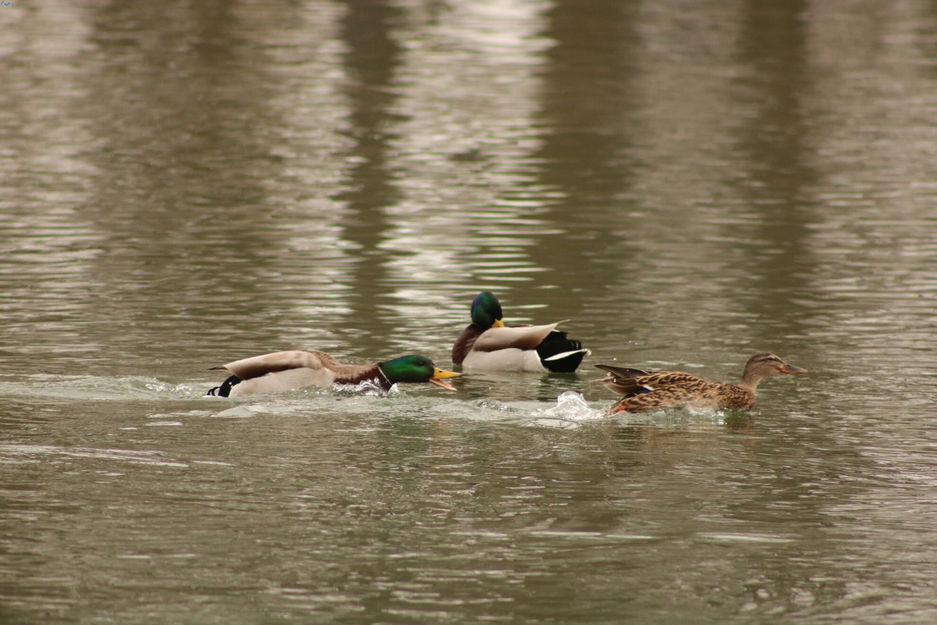 Patos en Fuentes Blancas