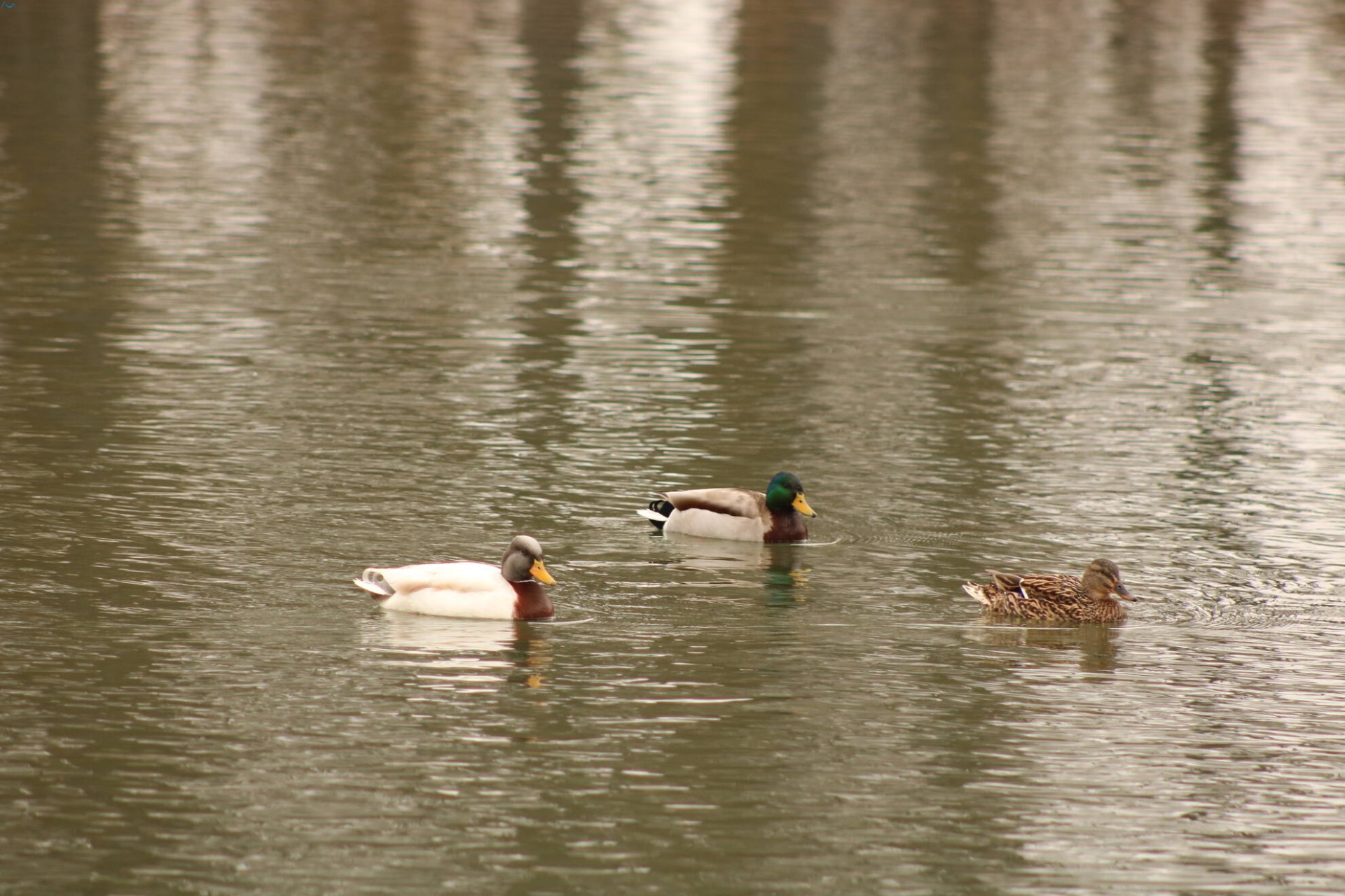 Patos en Fuentes Blancas