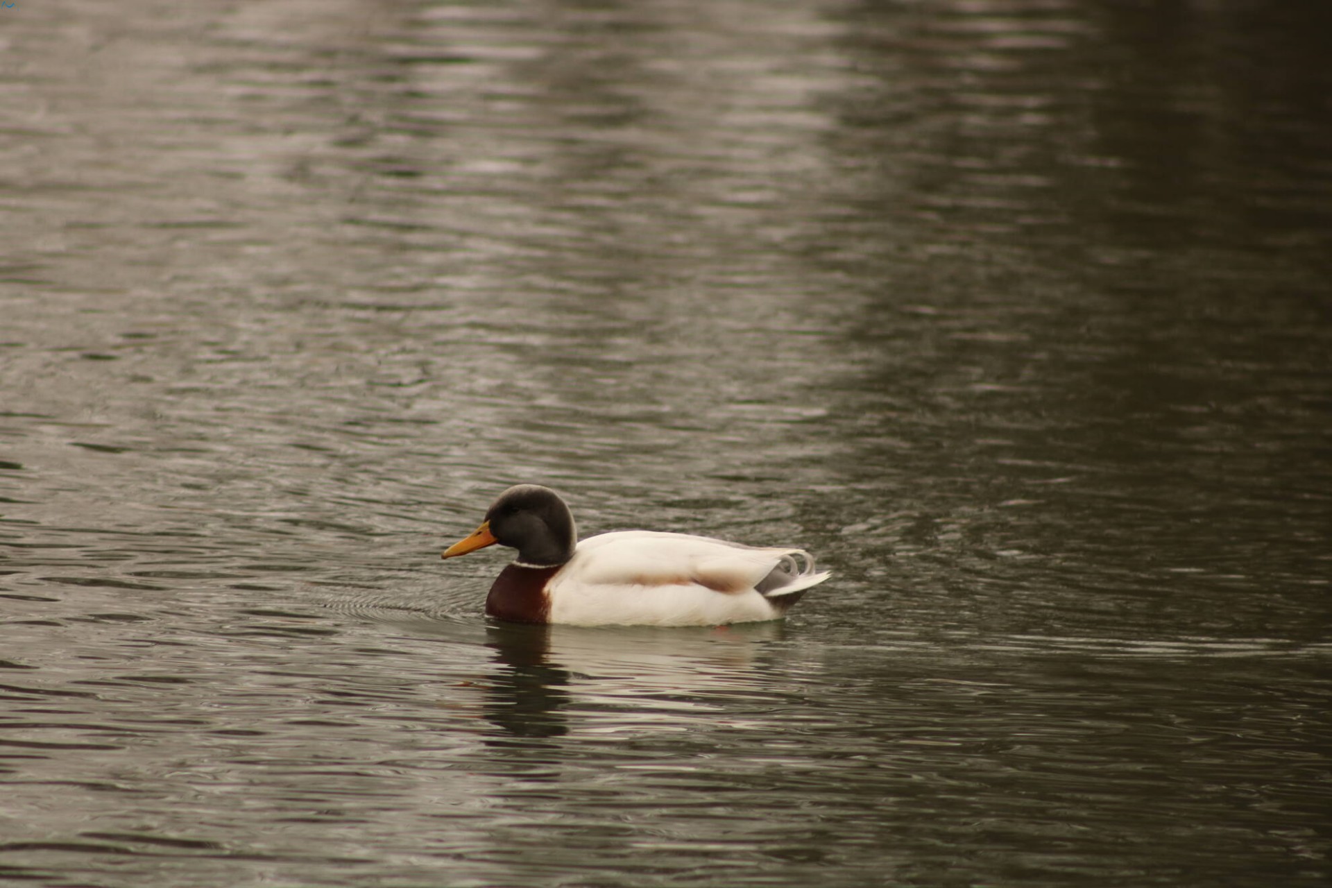 Patos en Fuentes Blancas
