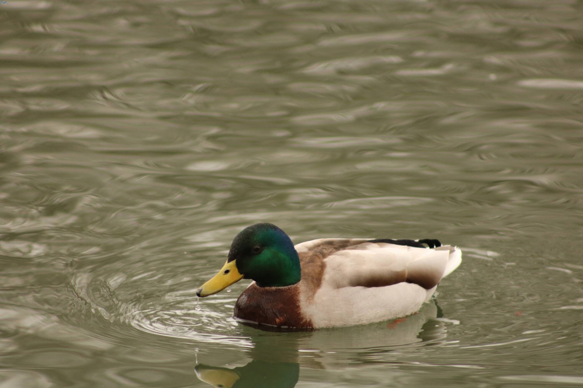 Patos en Fuentes Blancas
