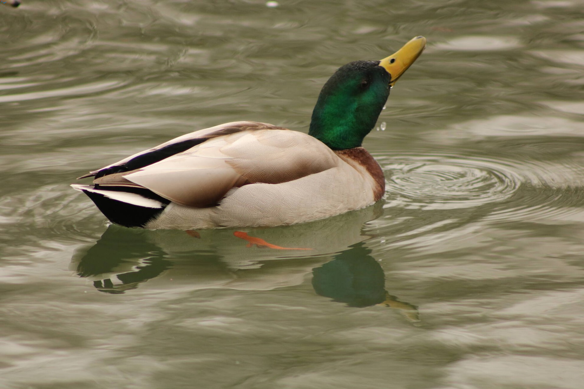 Patos en Fuentes Blancas