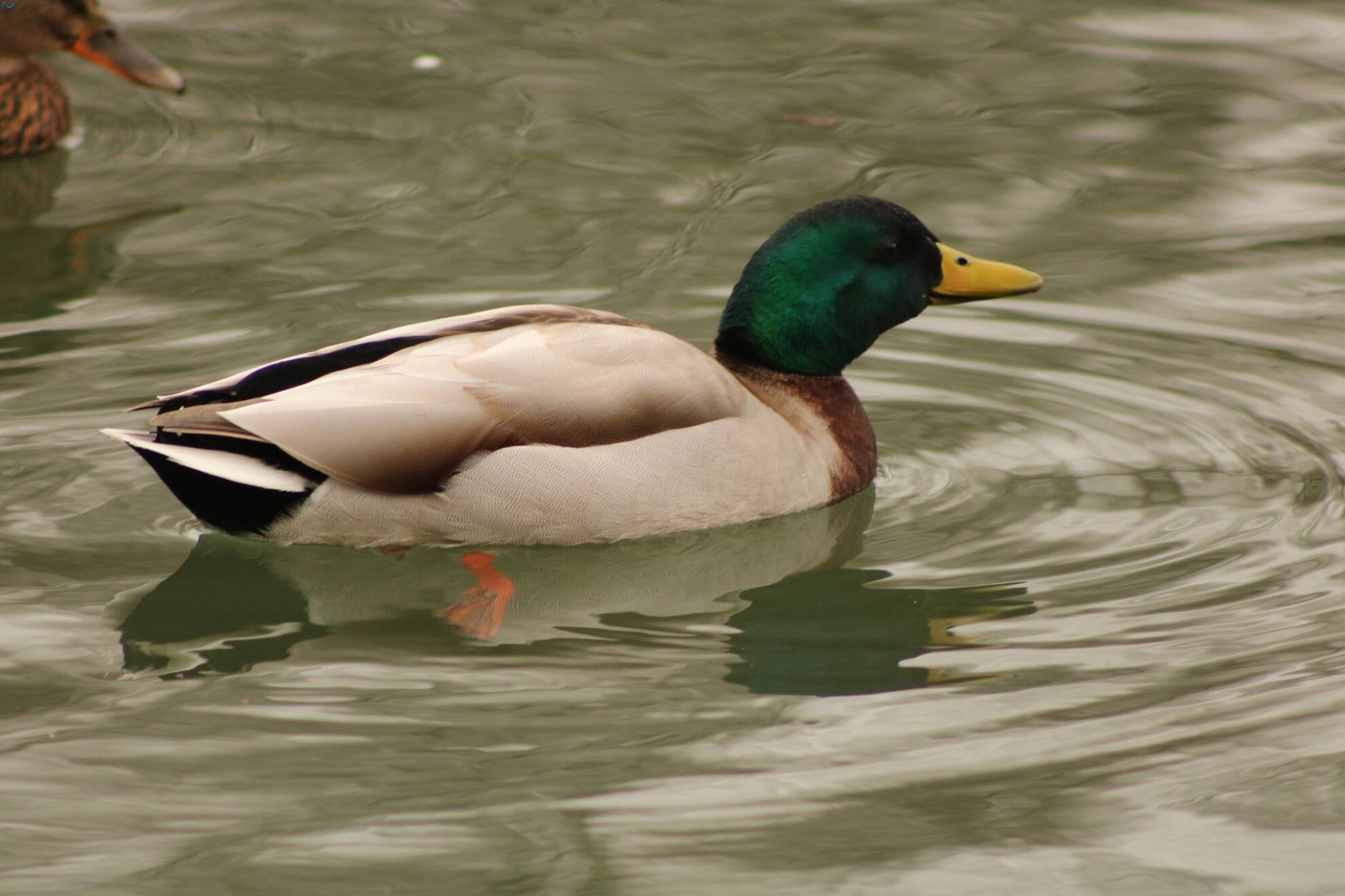 Patos en Fuentes Blancas