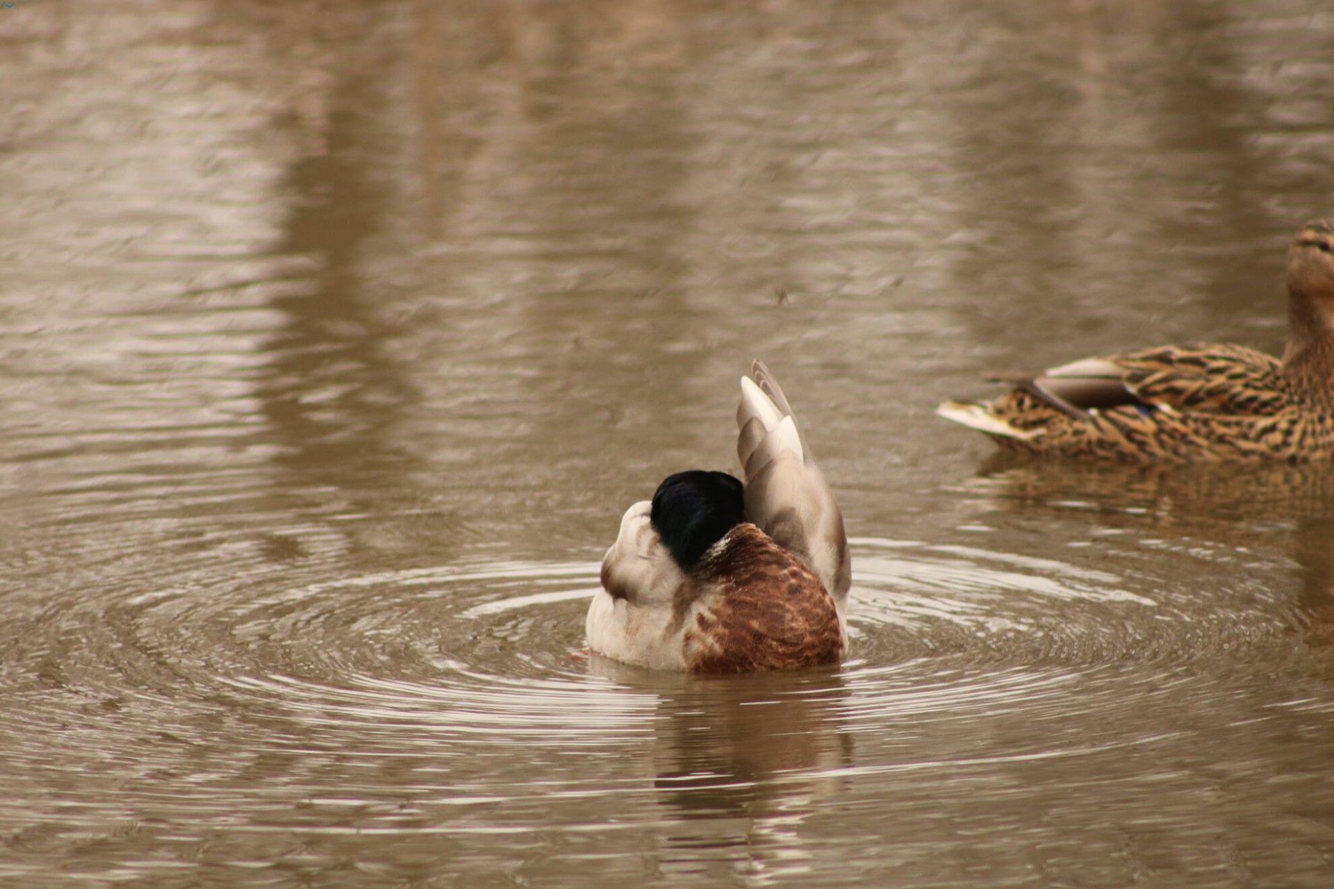Patos en Fuentes Blancas