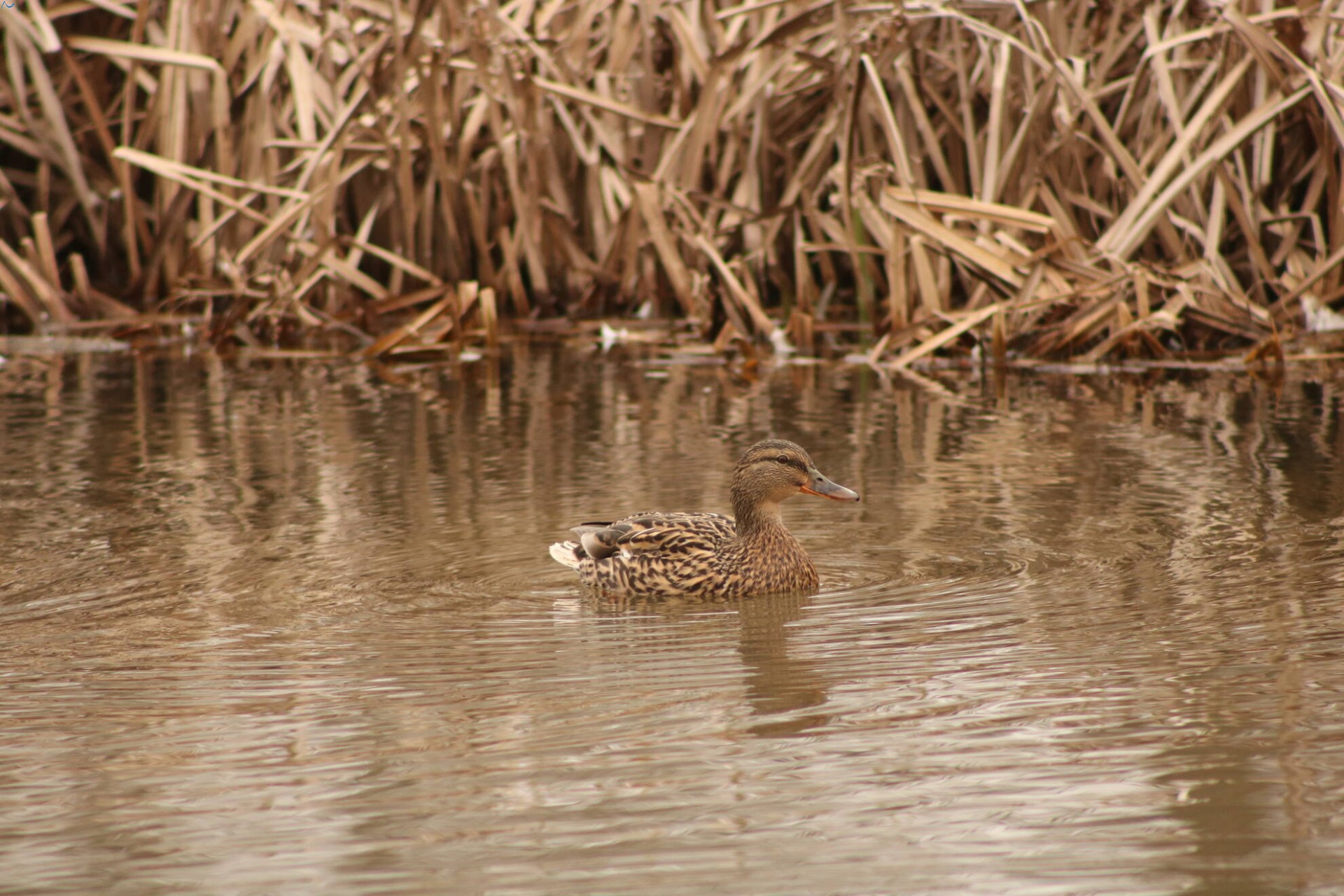 Patos en Fuentes Blancas