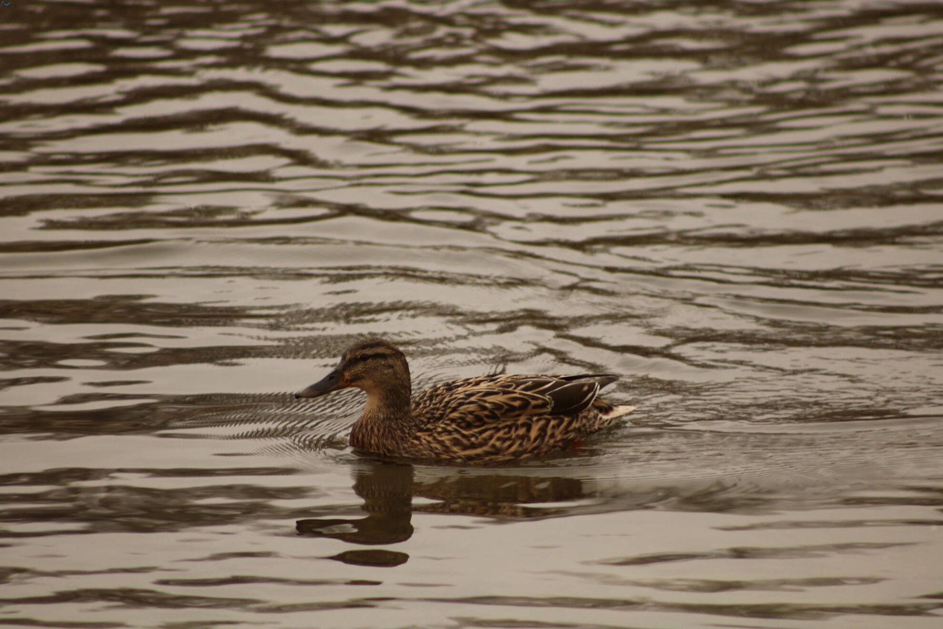 Patos en Fuentes Blancas