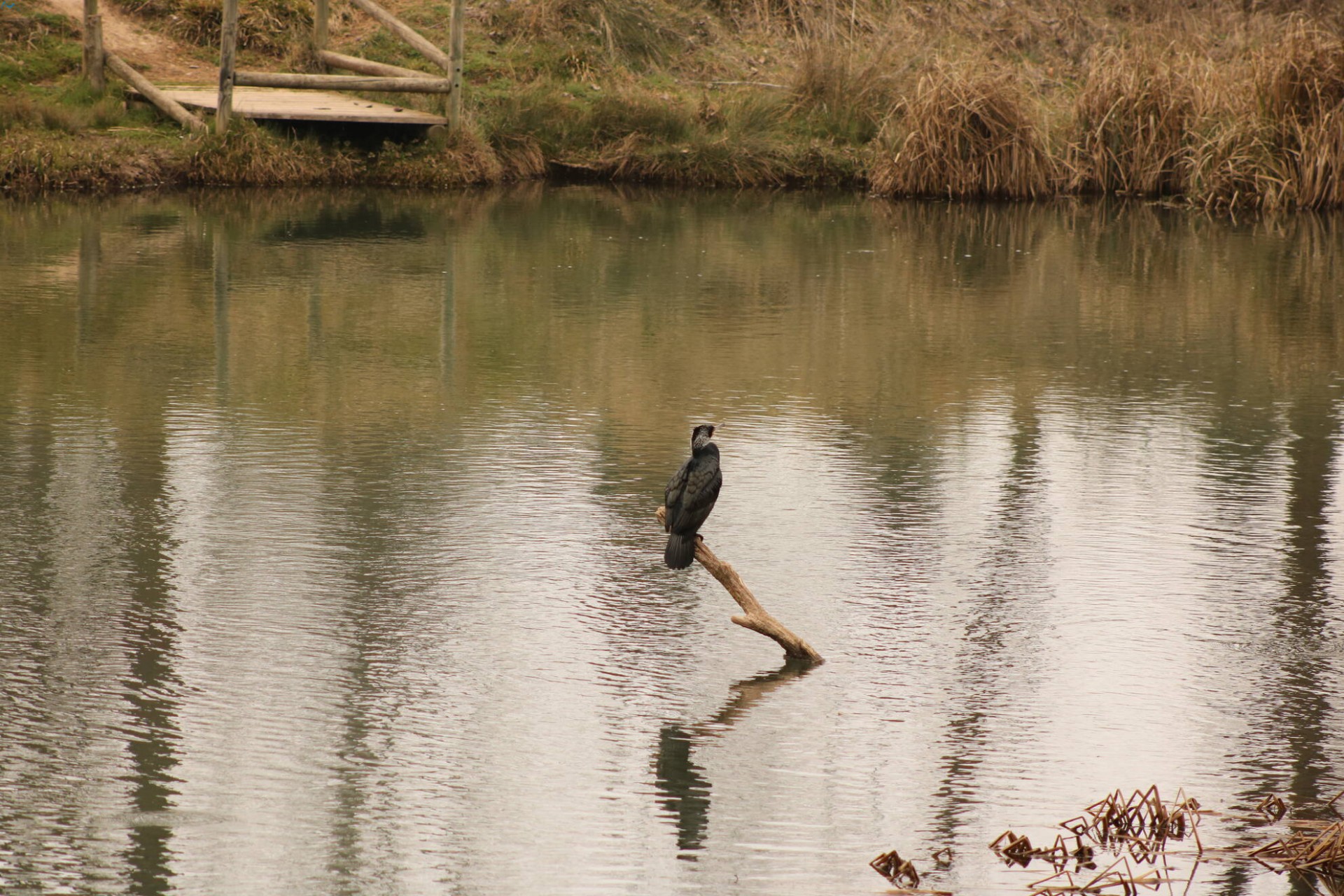 Cormorán en Fuentes Blancas