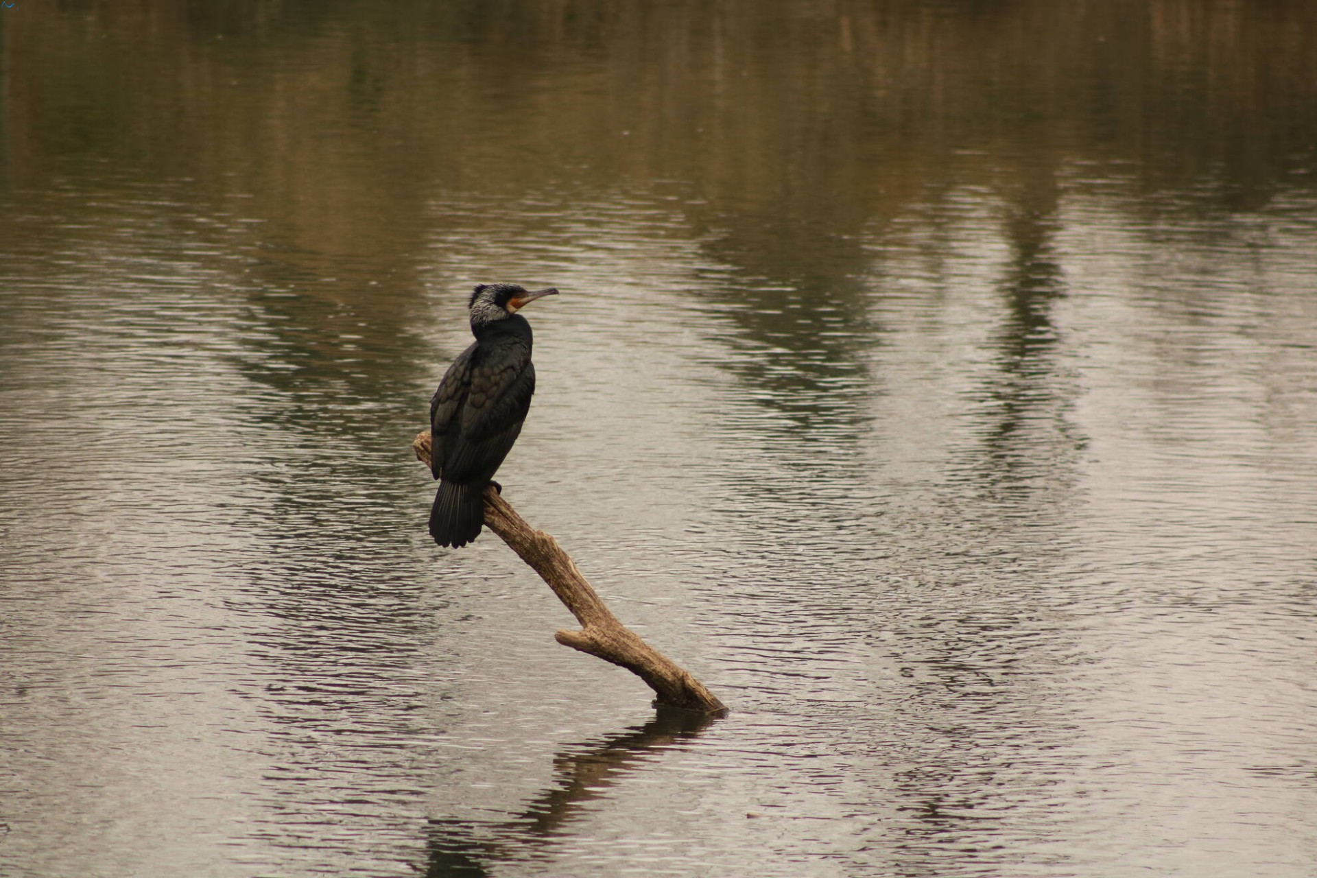 Cormorán en Fuentes Blancas