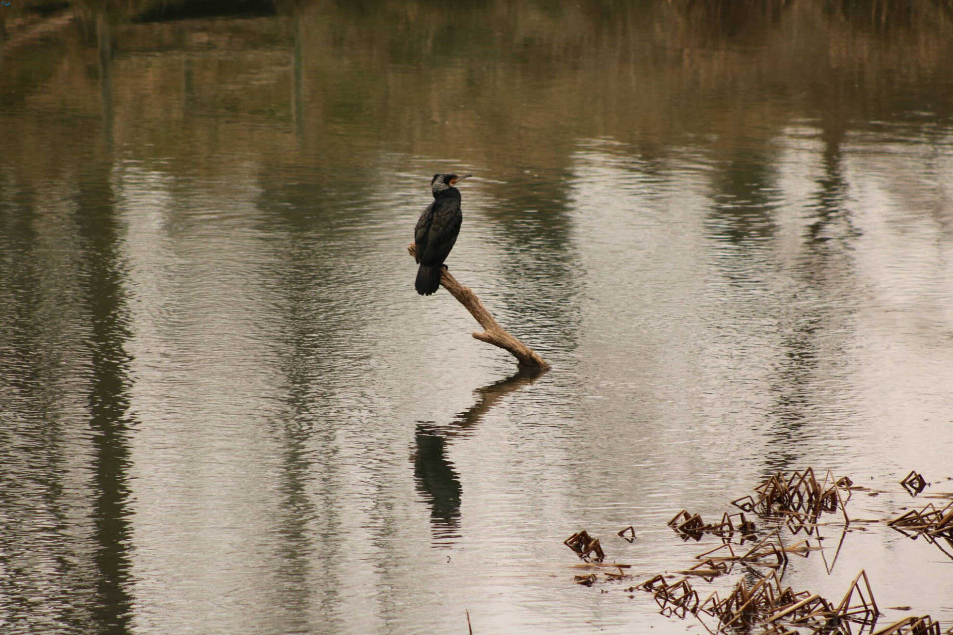 Cormorán en Fuentes Blancas