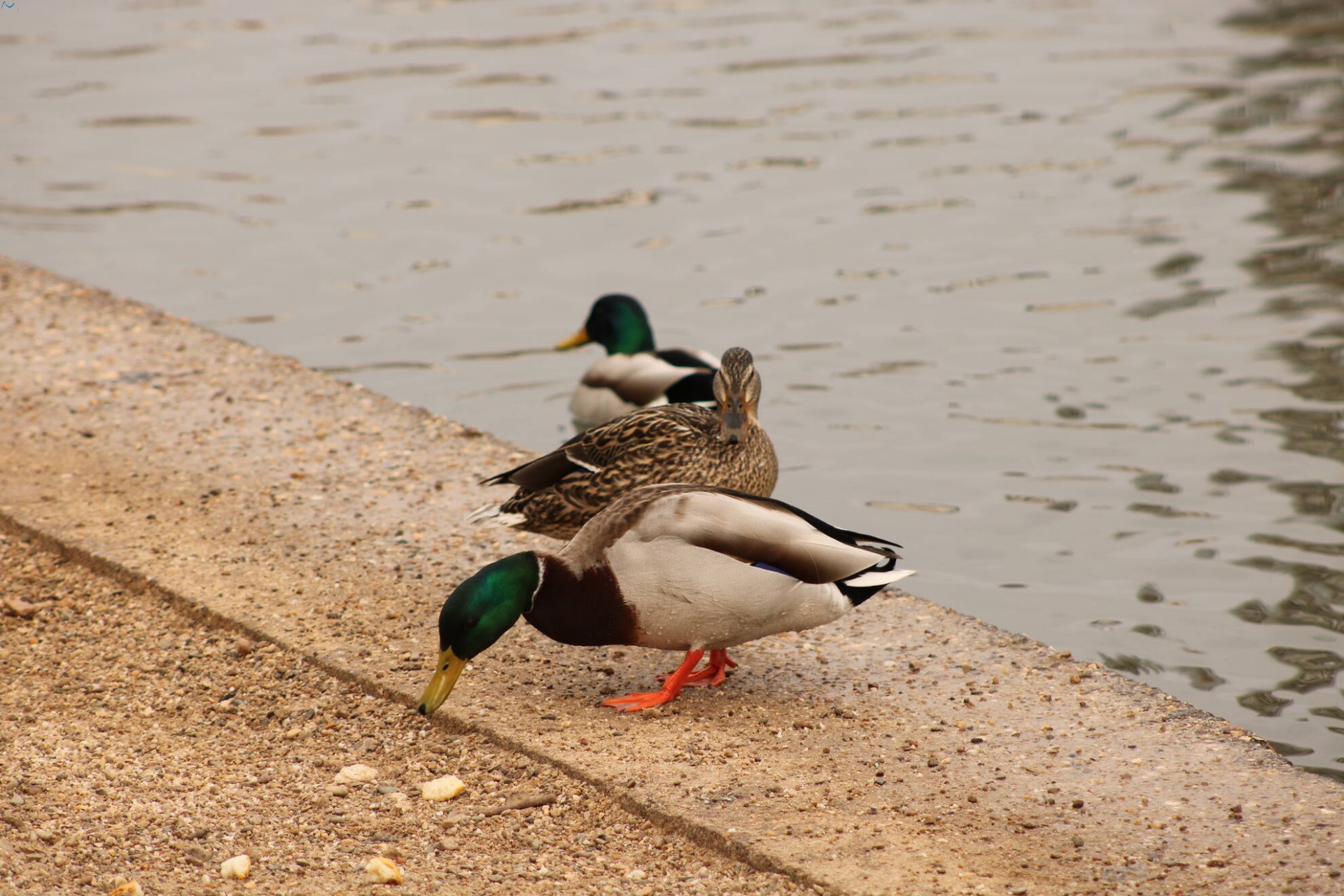 Patos en Fuentes Blancas