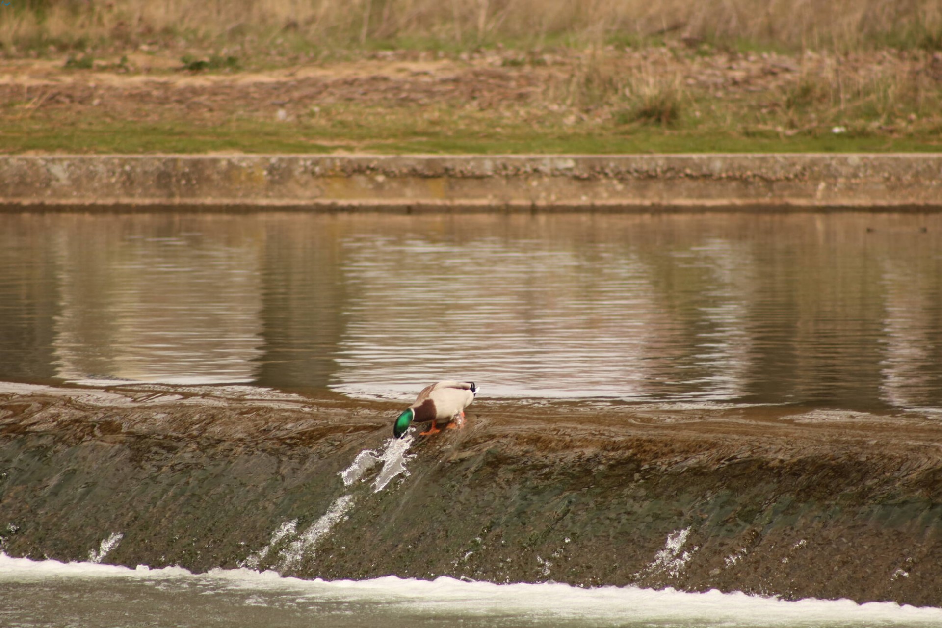 Patos en Fuentes Blancas
