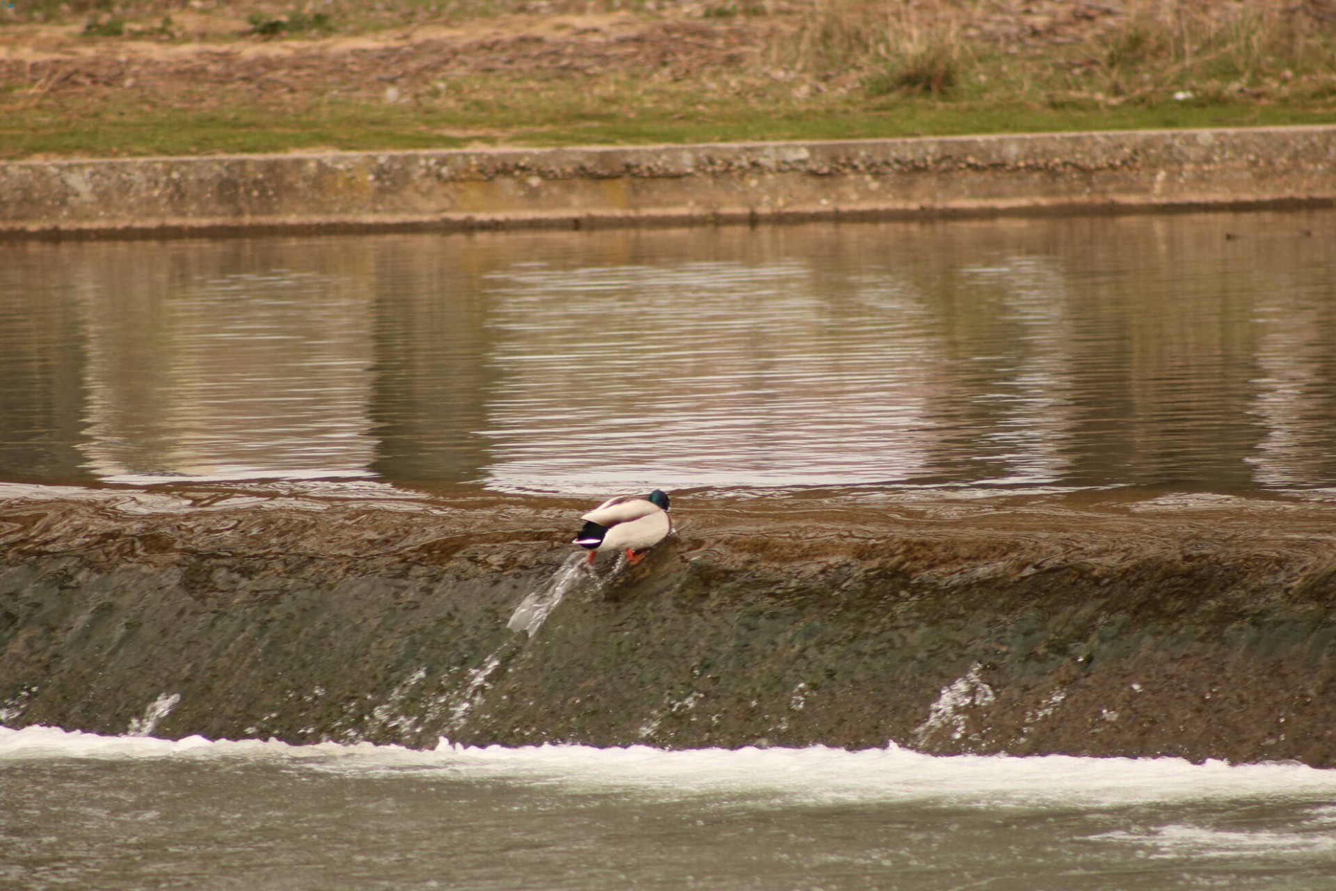 Patos en Fuentes Blancas