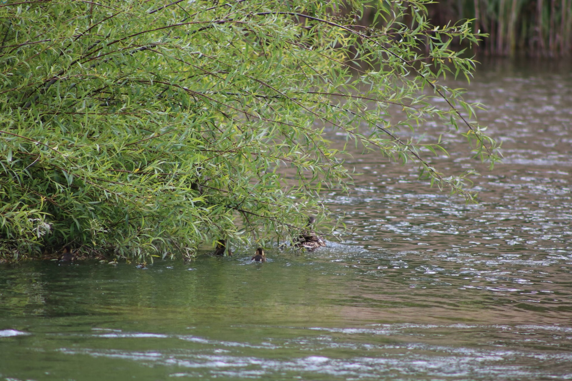 Patos en Fuentes Blancas