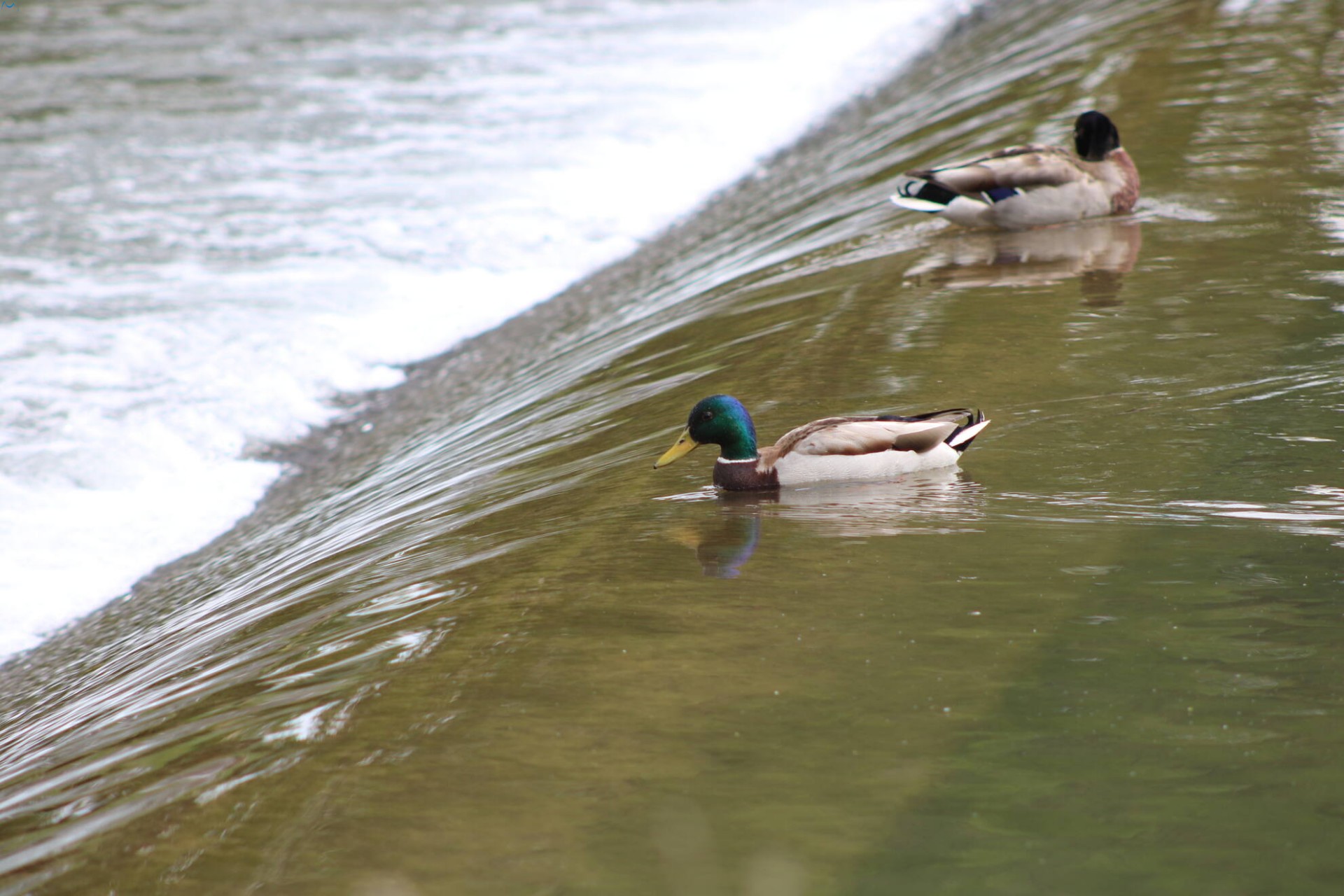 Patos en Fuentes Blancas