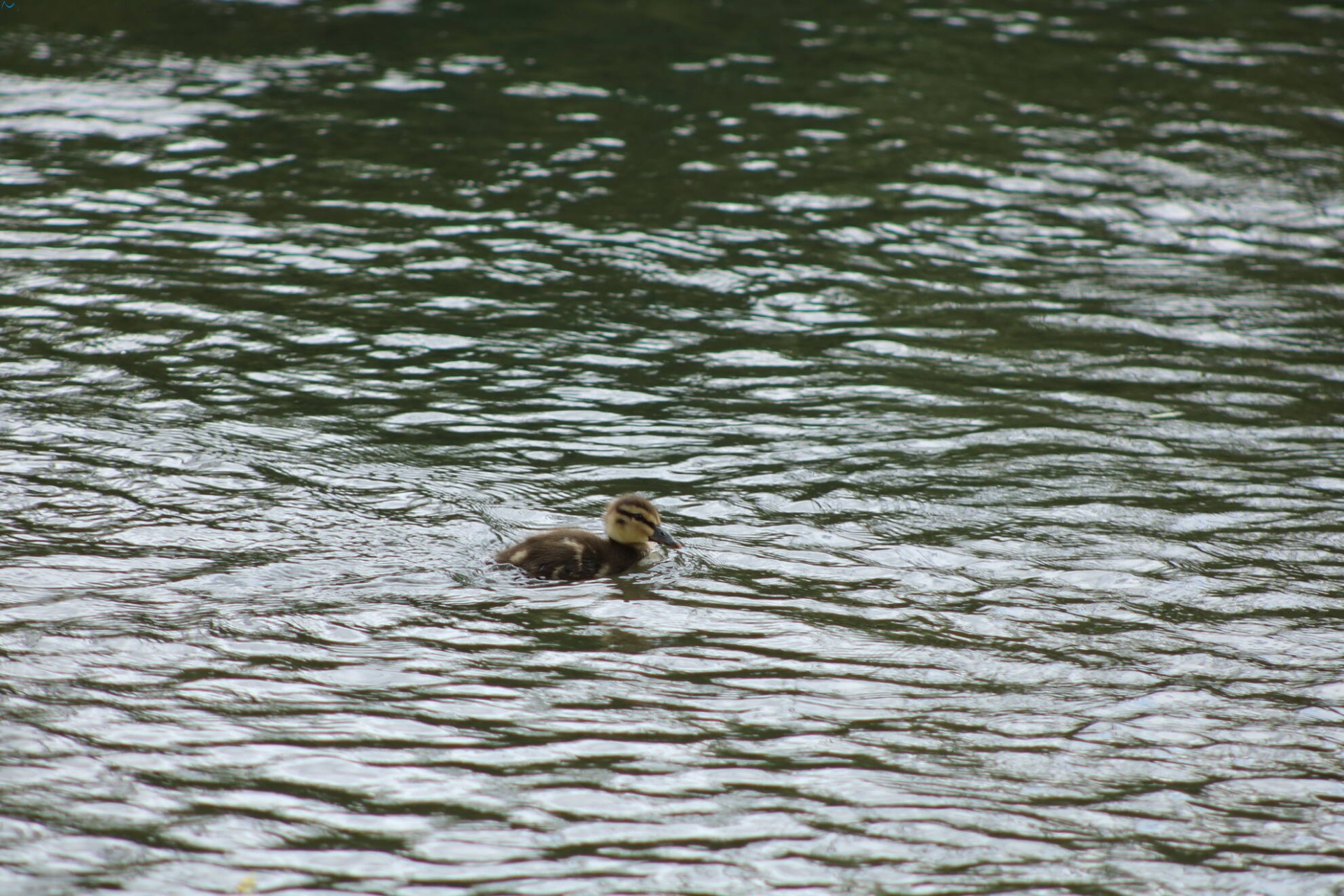 Patos en Fuentes Blancas