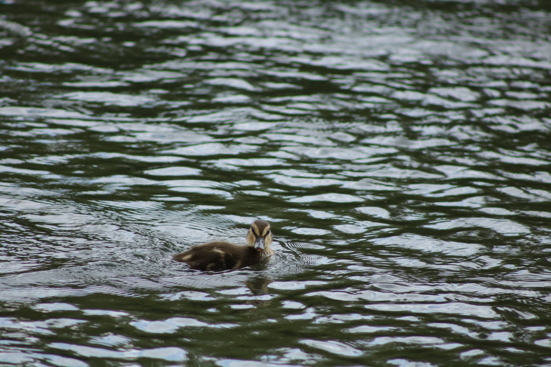 Patos en Fuentes Blancas