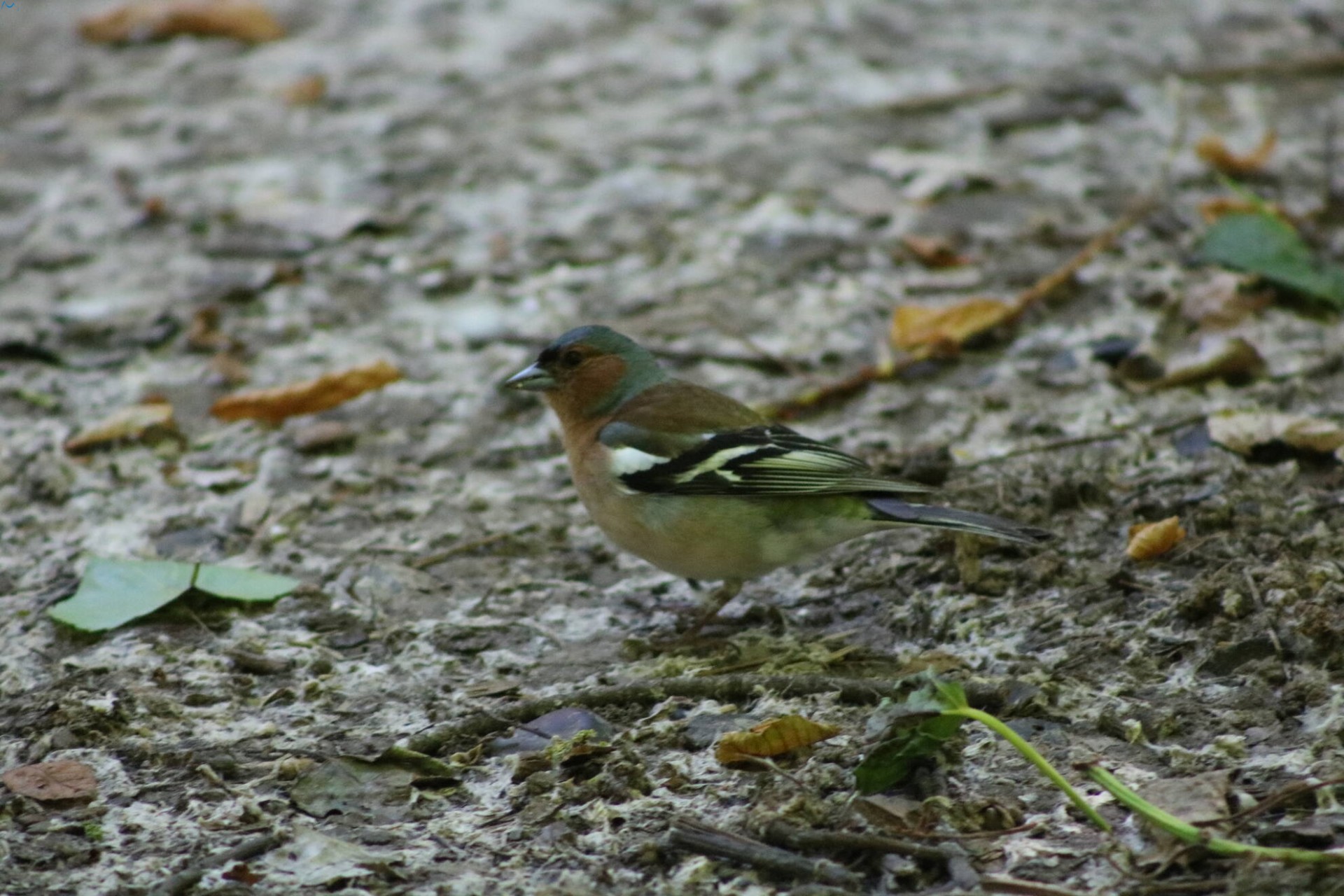 Paseo por fuentes blancas