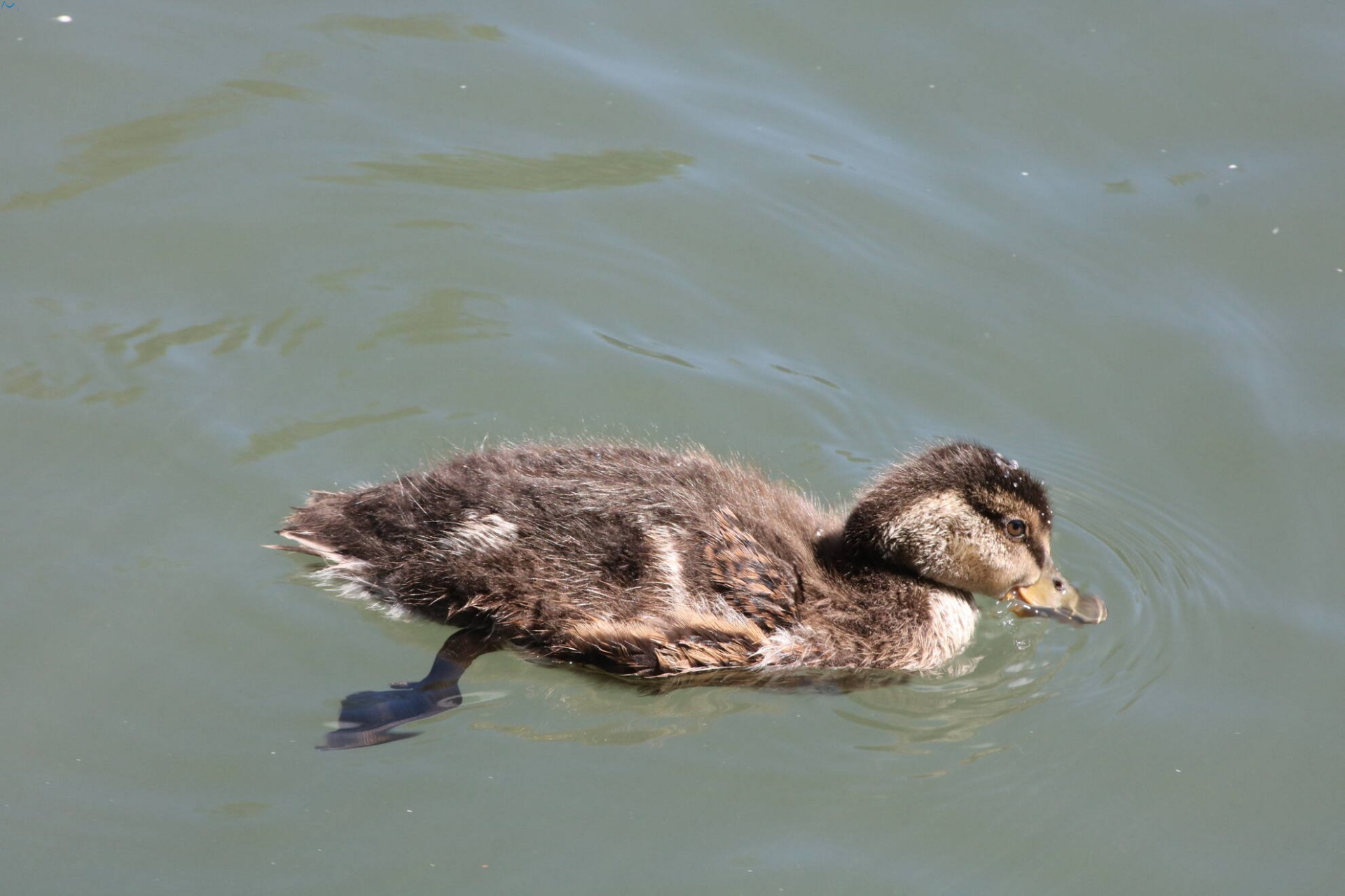 Paseo por fuentes blancas