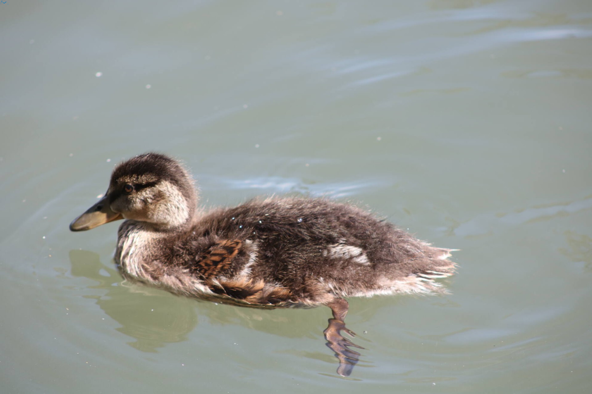 Paseo por fuentes blancas