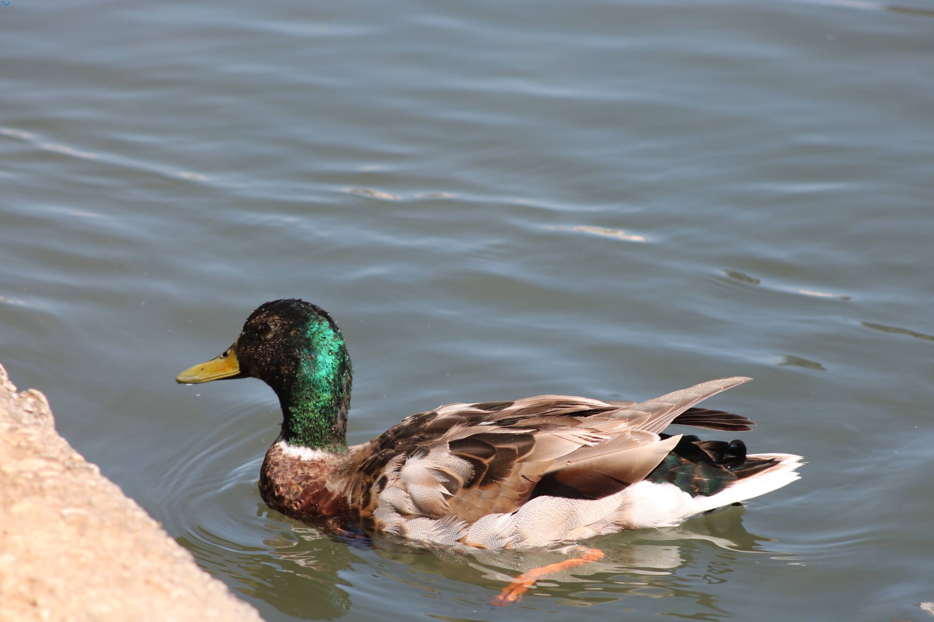 Paseo por fuentes blancas