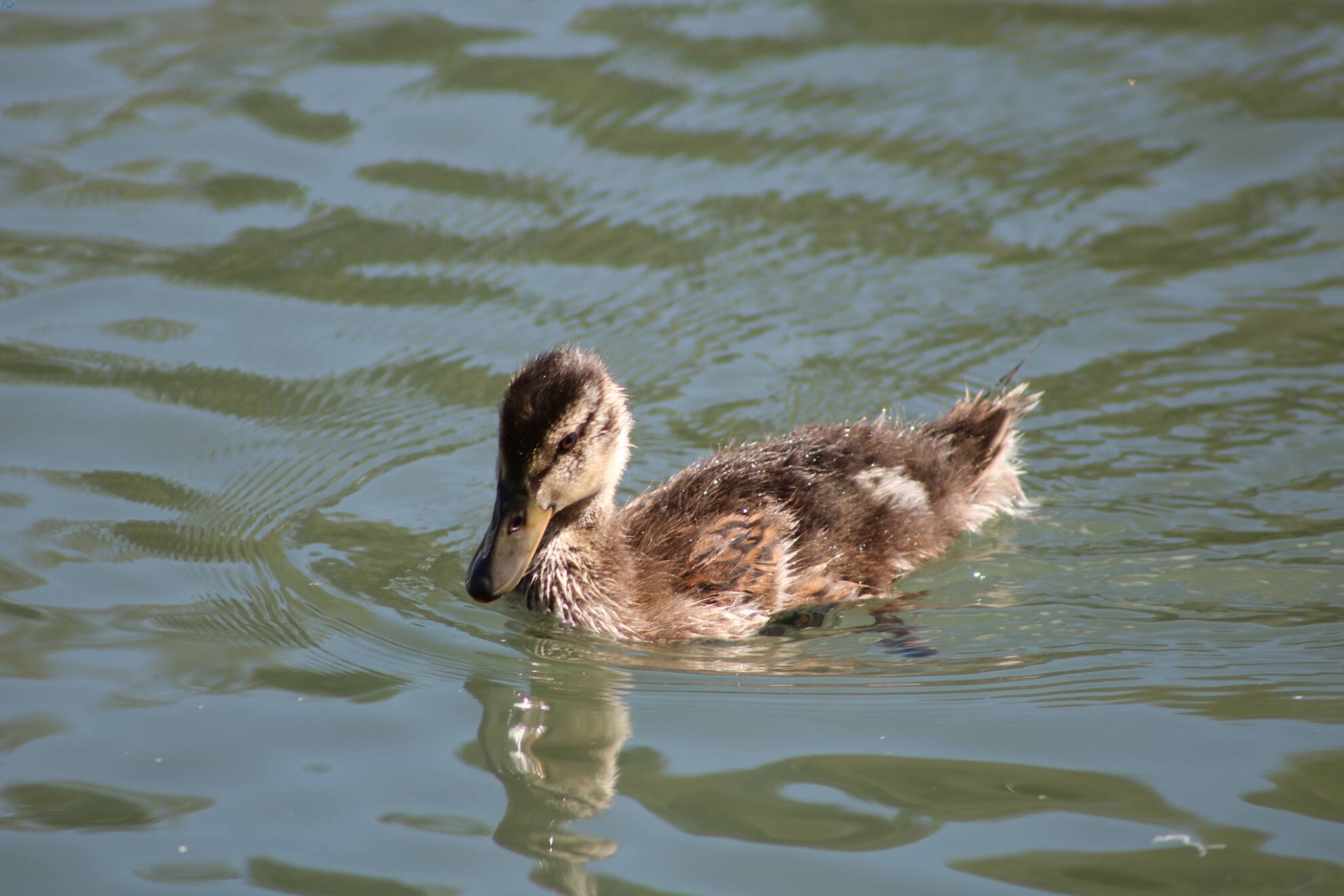 Paseo por fuentes blancas