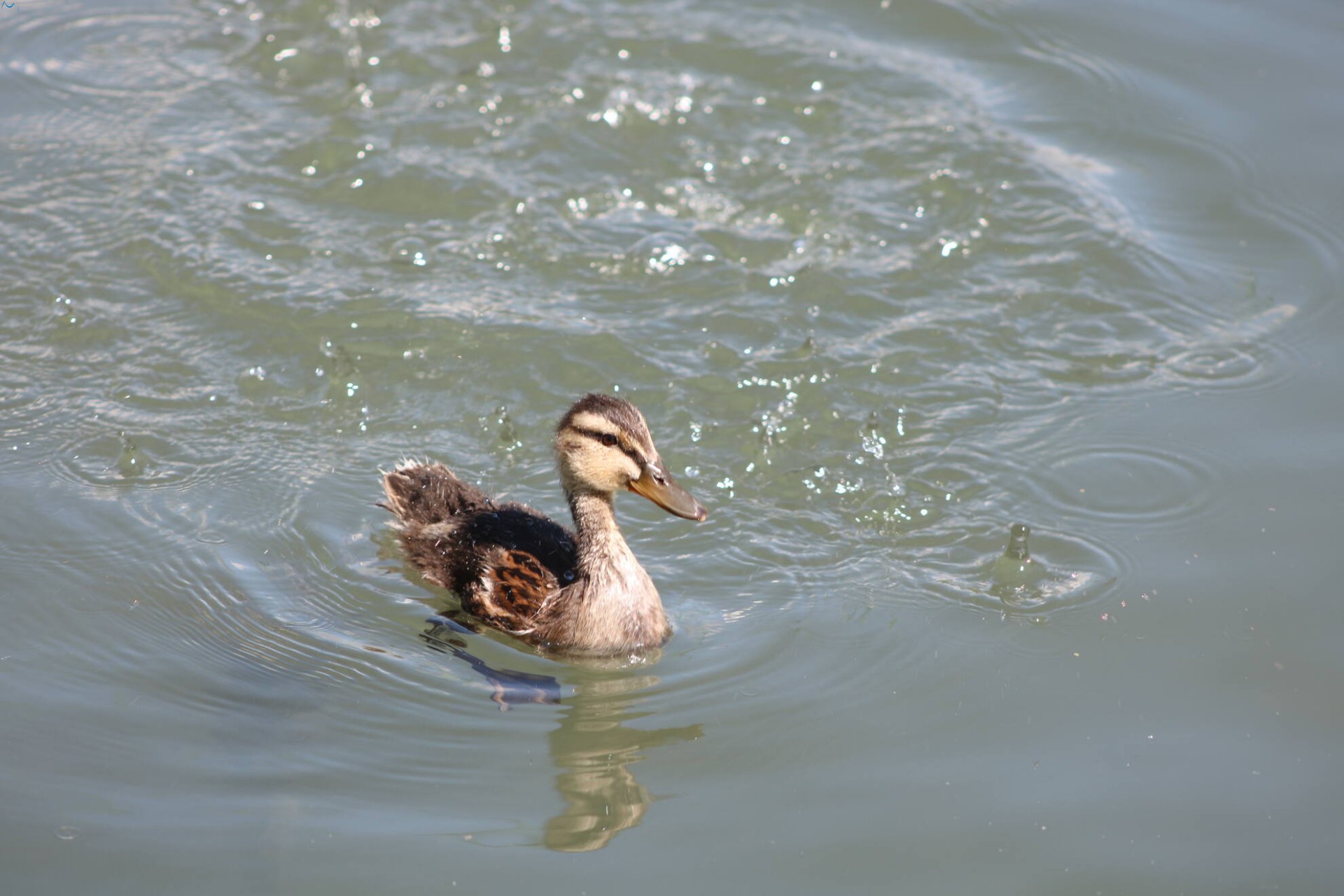 Paseo por fuentes blancas