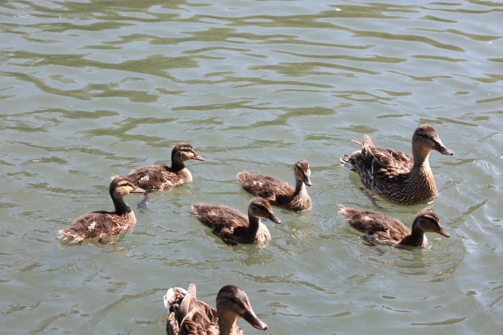 Paseo por fuentes blancas