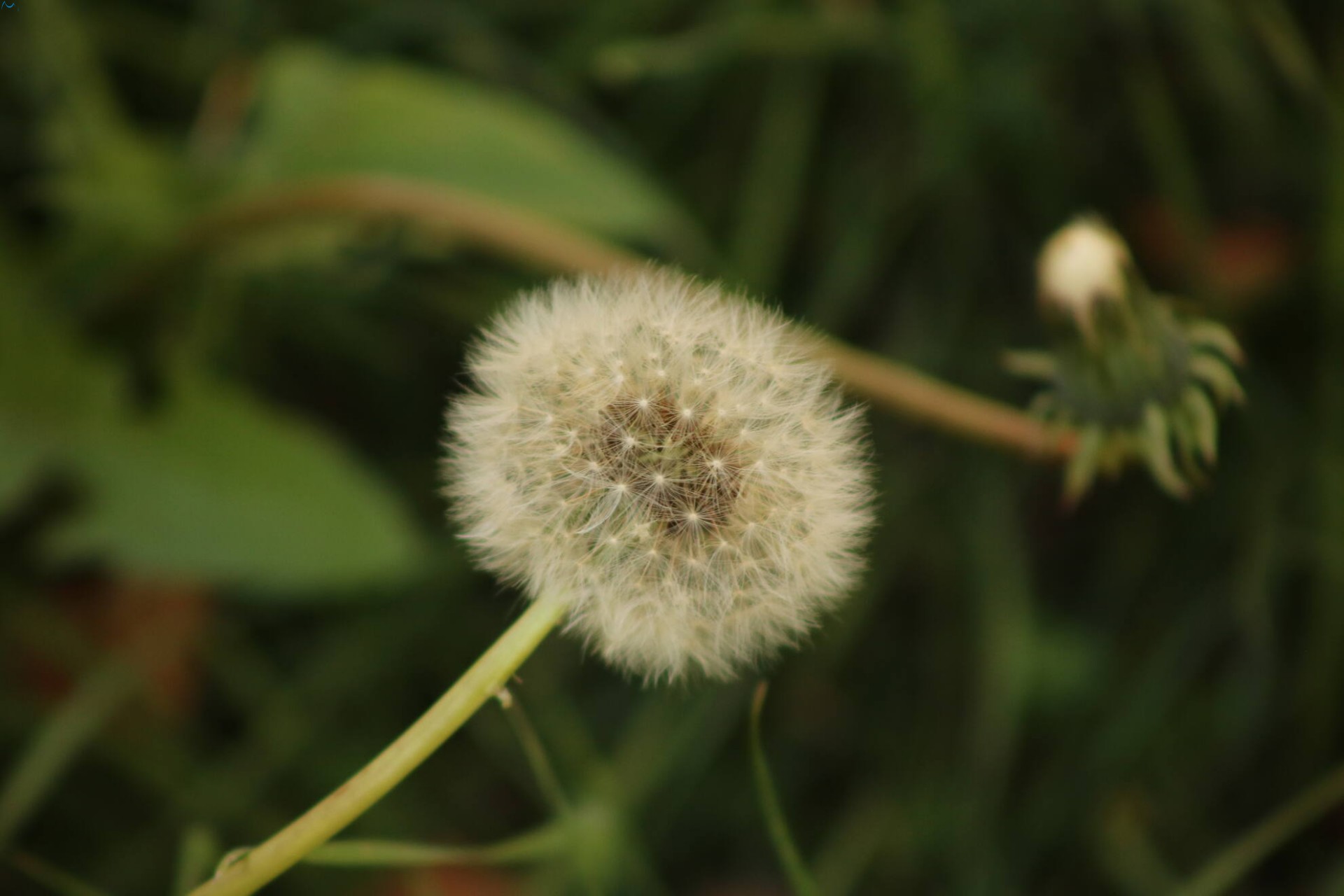 Paseo por fuentes blancas