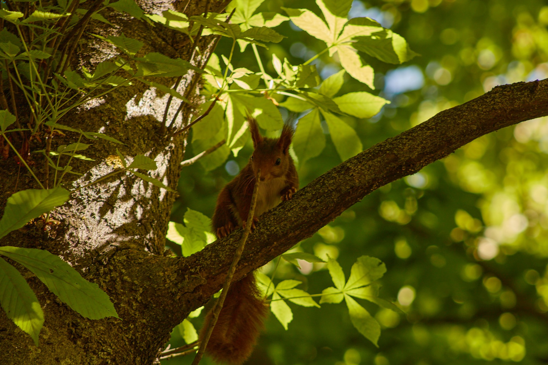 Paseo por fuentes blancas