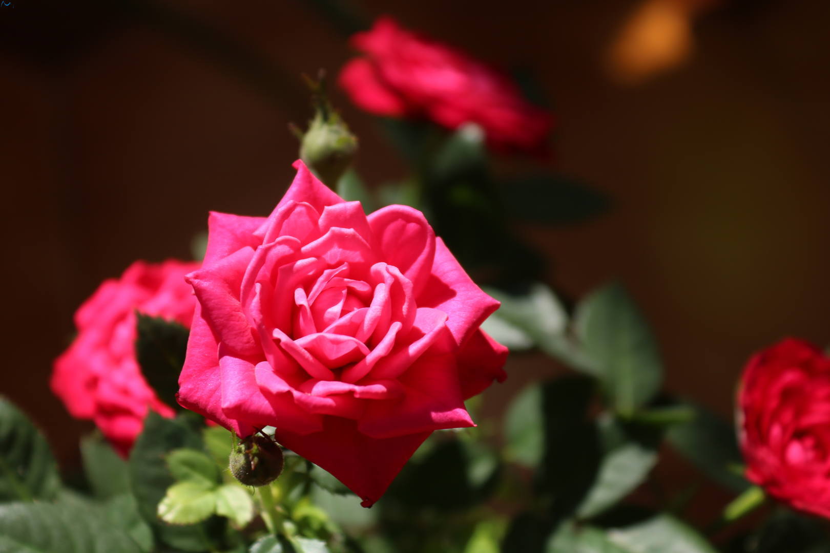 En mi pequeño jardín